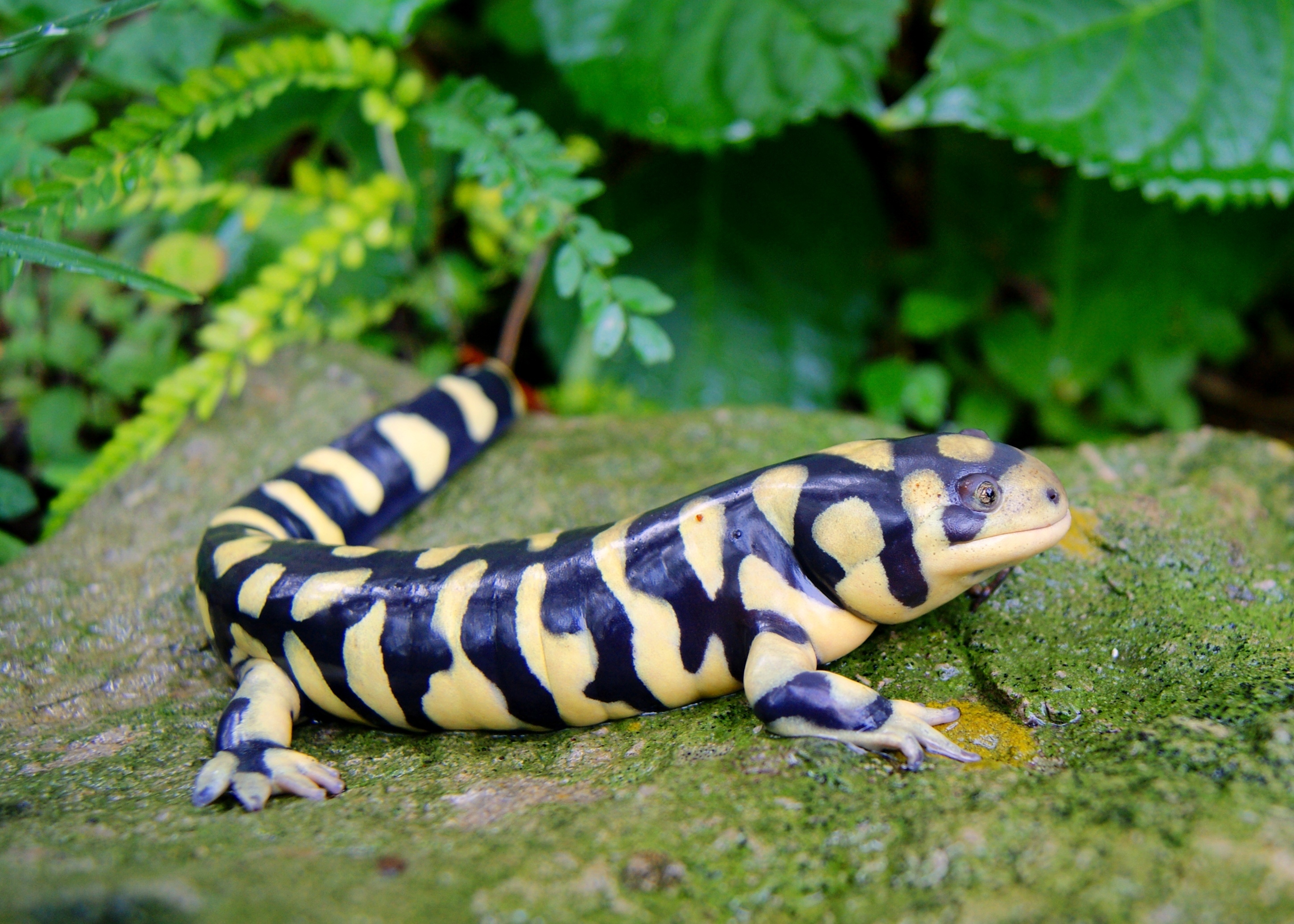 Tiger salamander