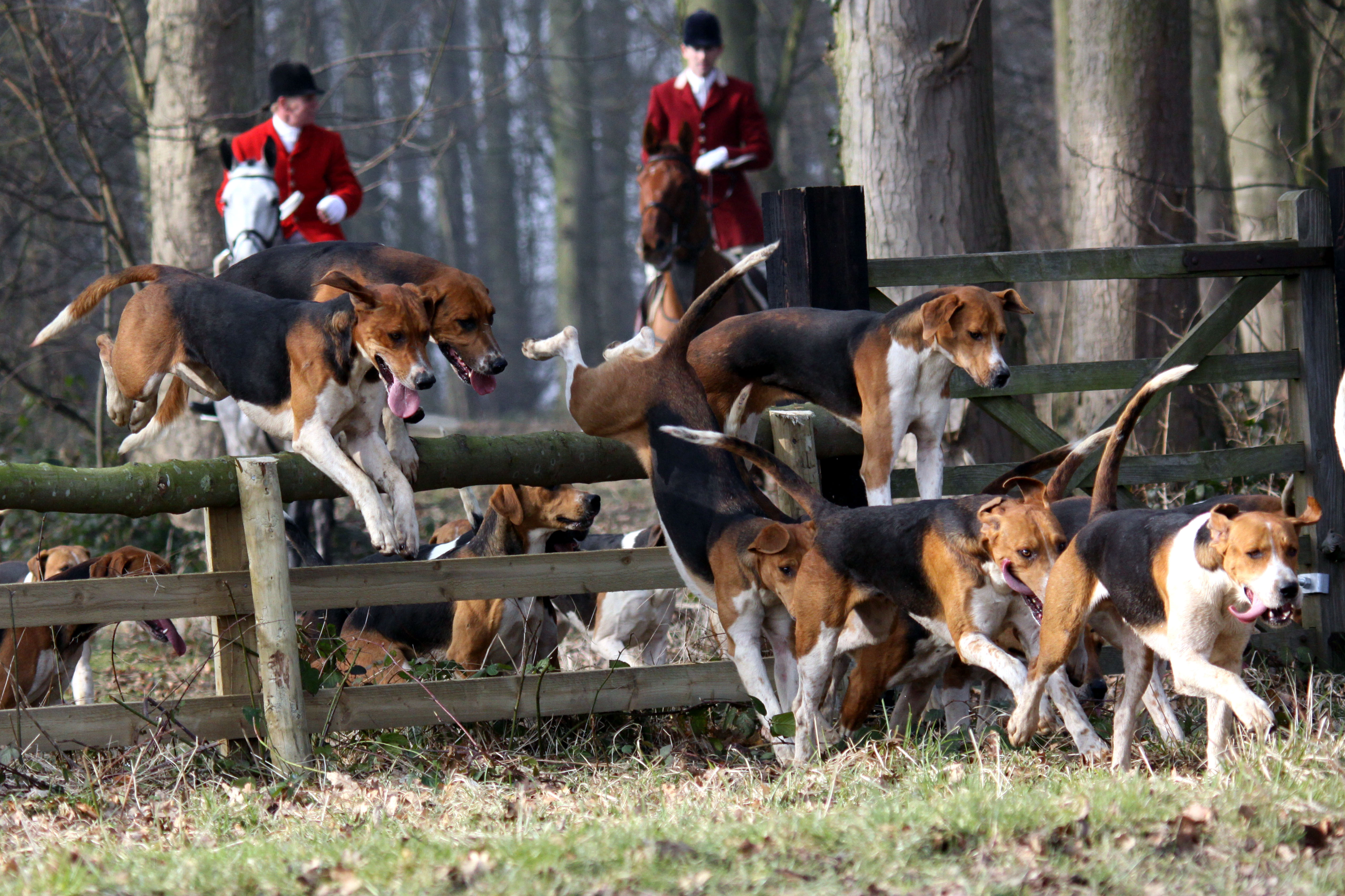 A fox hunt in the United Kingdom