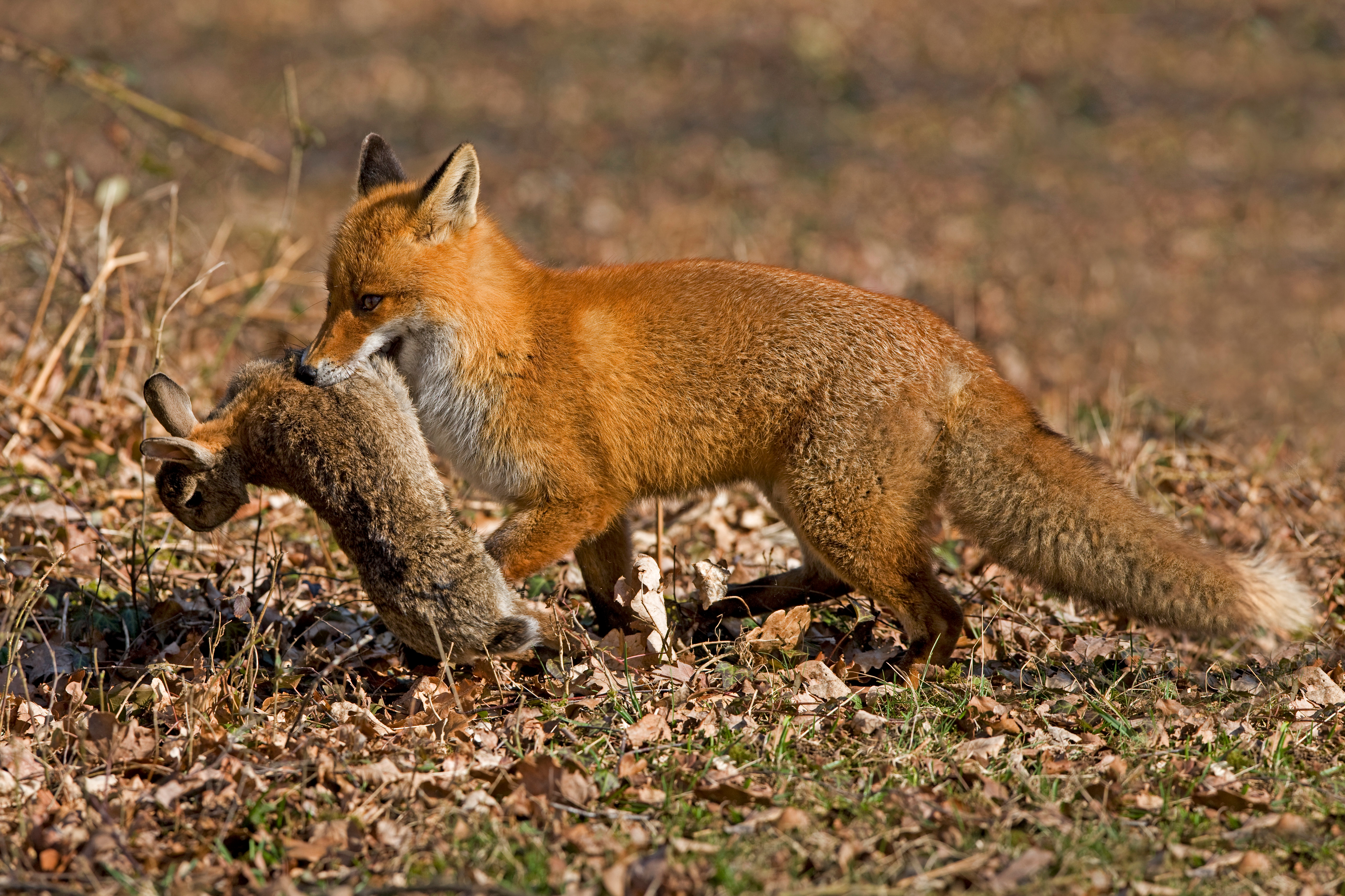 Fox carrying a rabbit