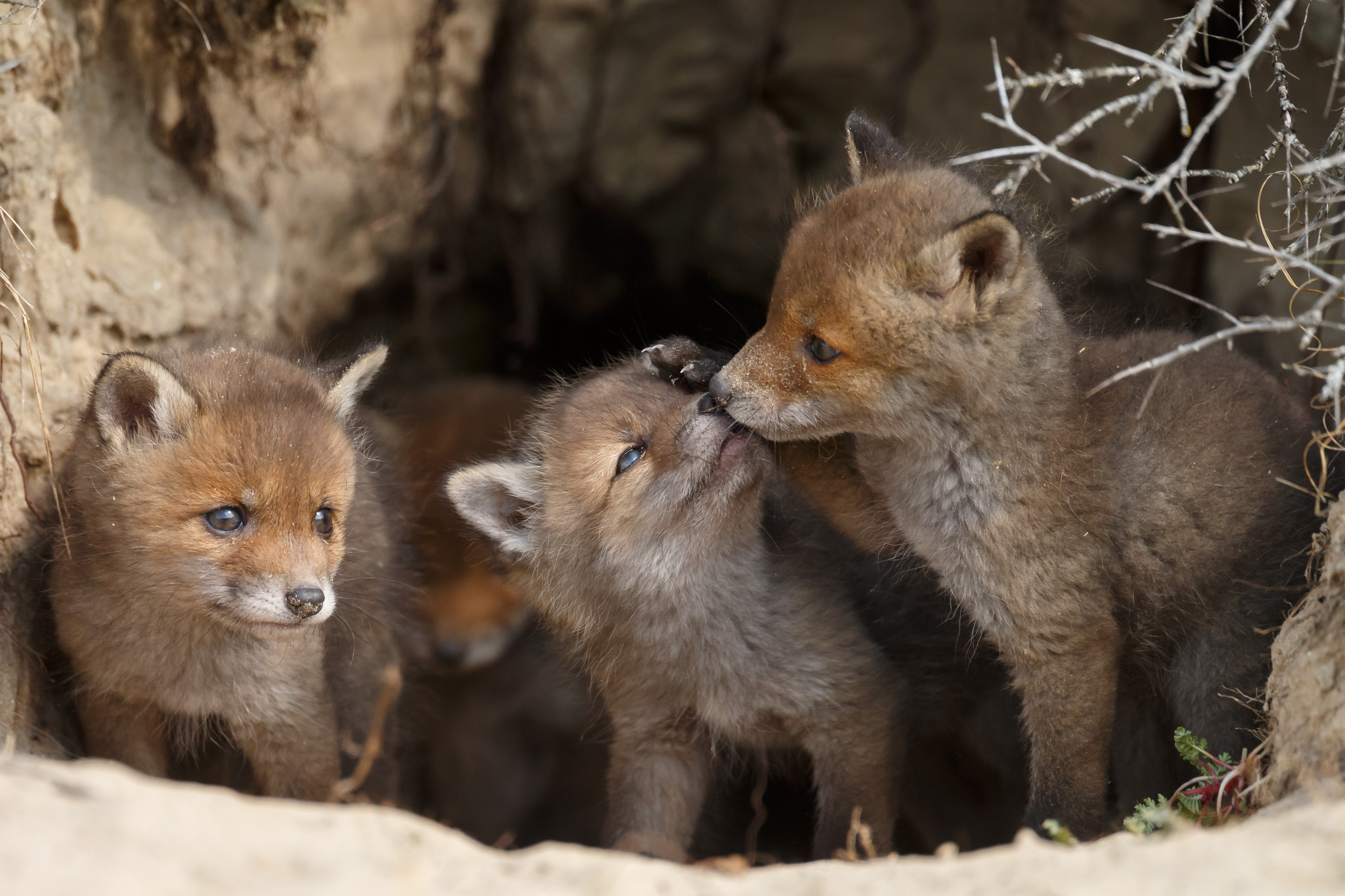 Red fox pups