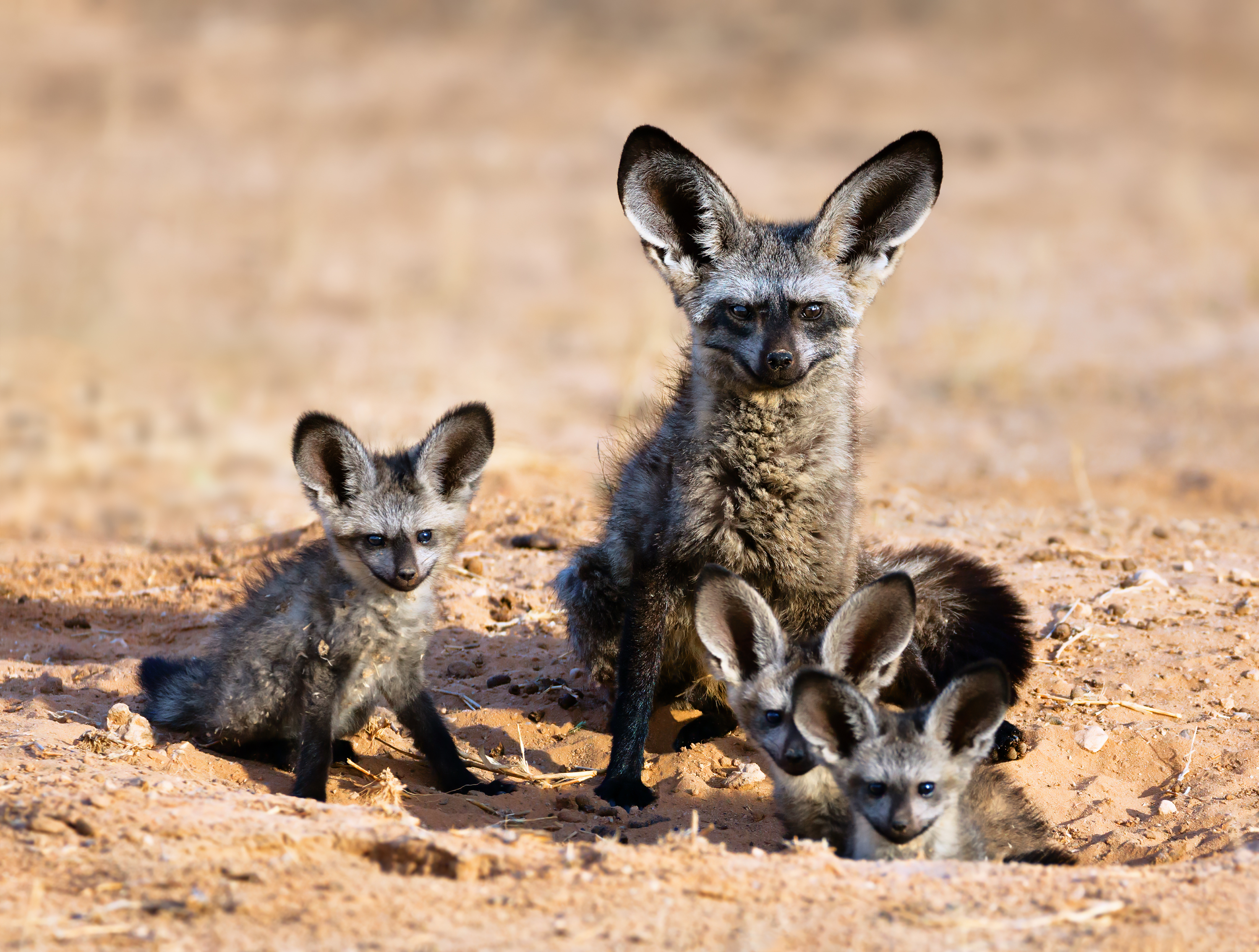 Family of bat-eared foxes