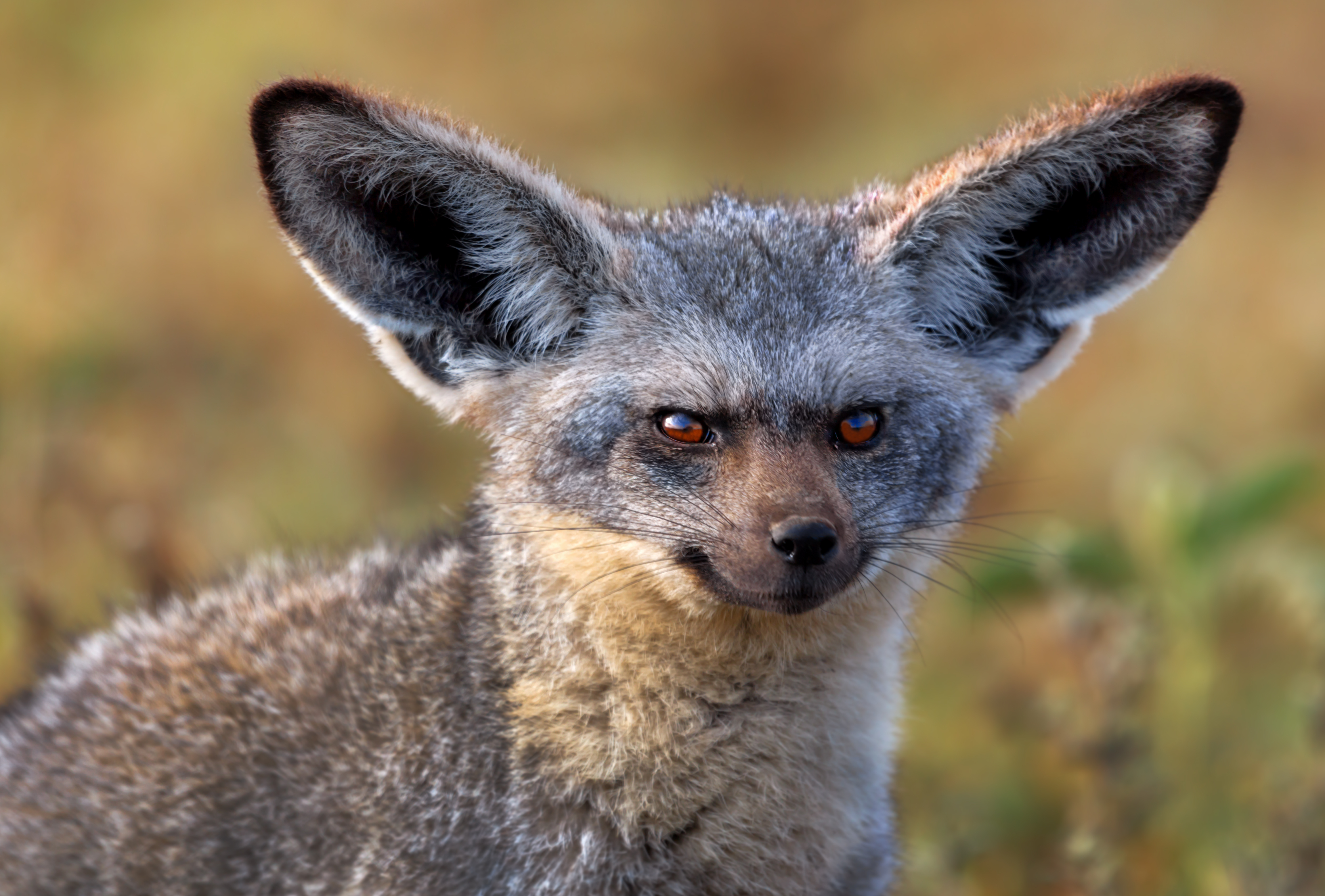 The oversized ears of a bat-eared fox