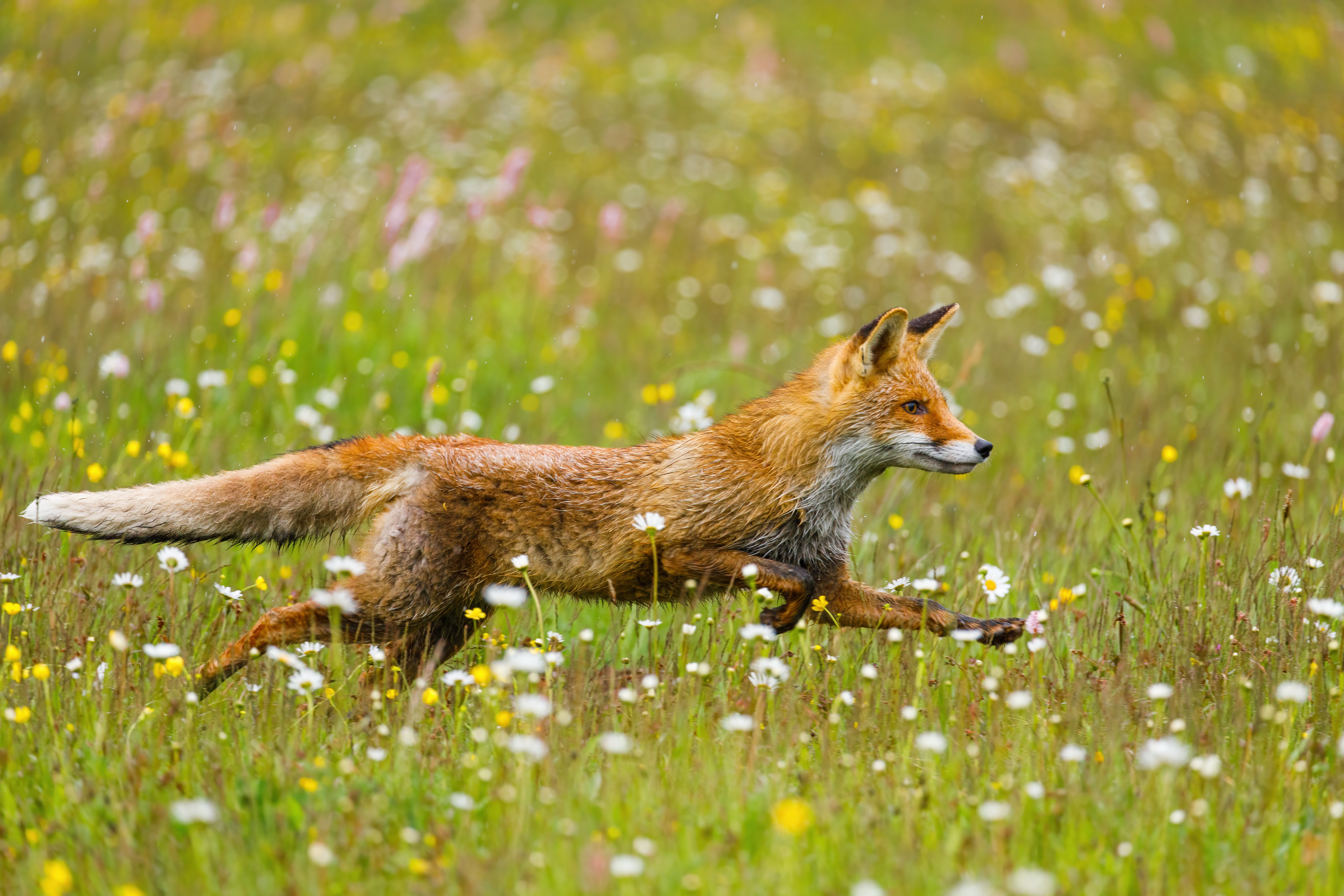 A fox runs with its tail held straight behind it