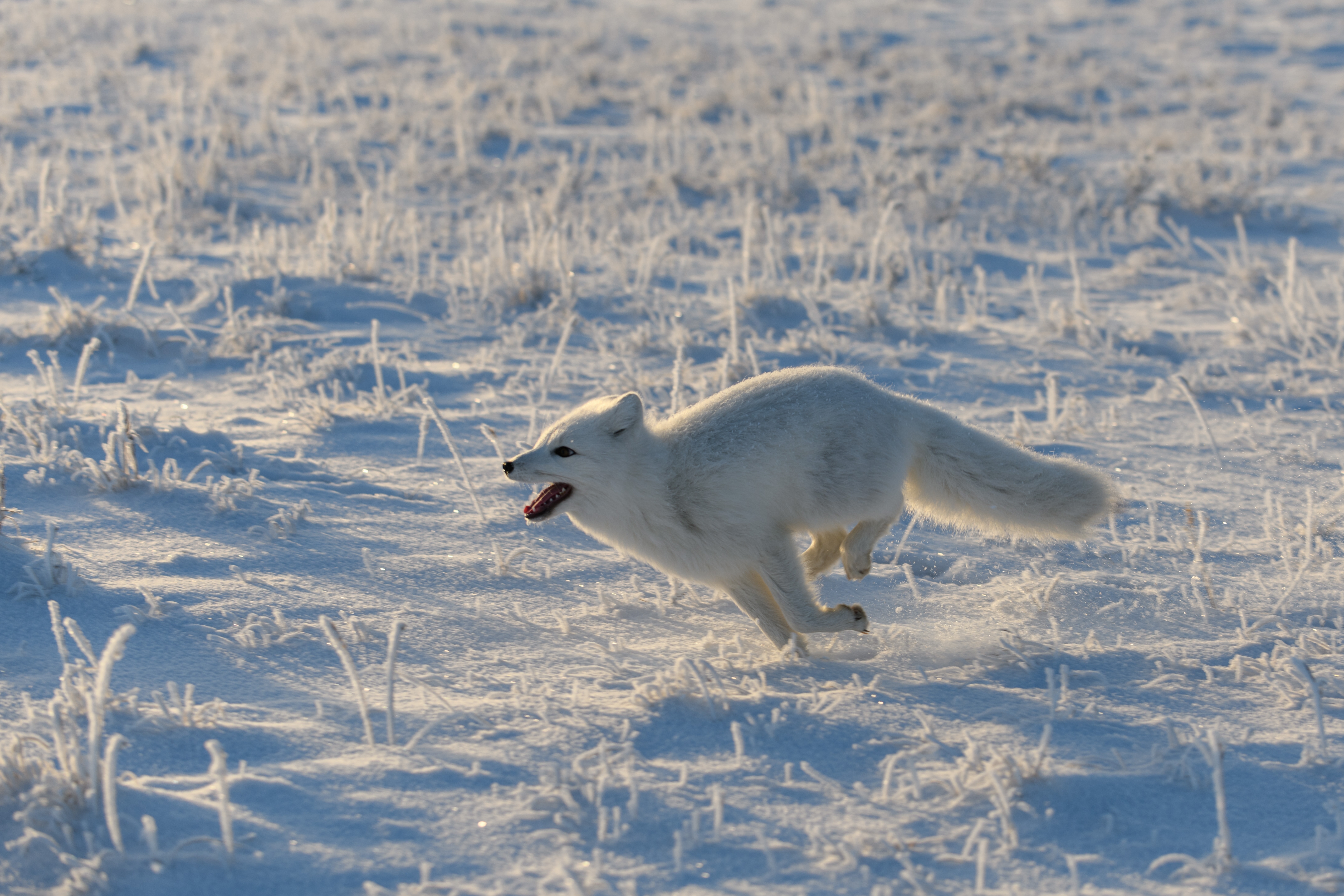 An Arctic fox runs across the frozen tundra