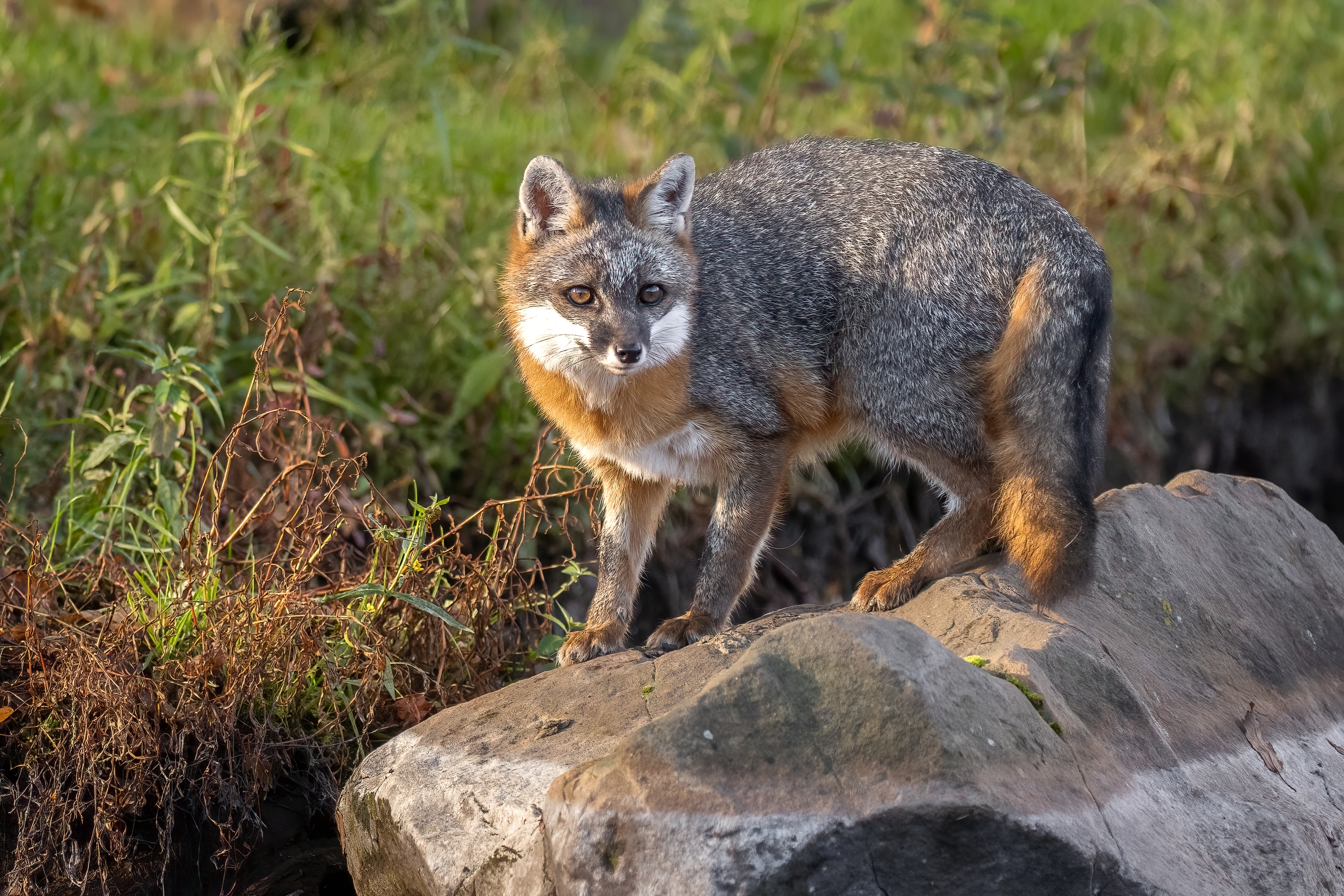 Gray fox