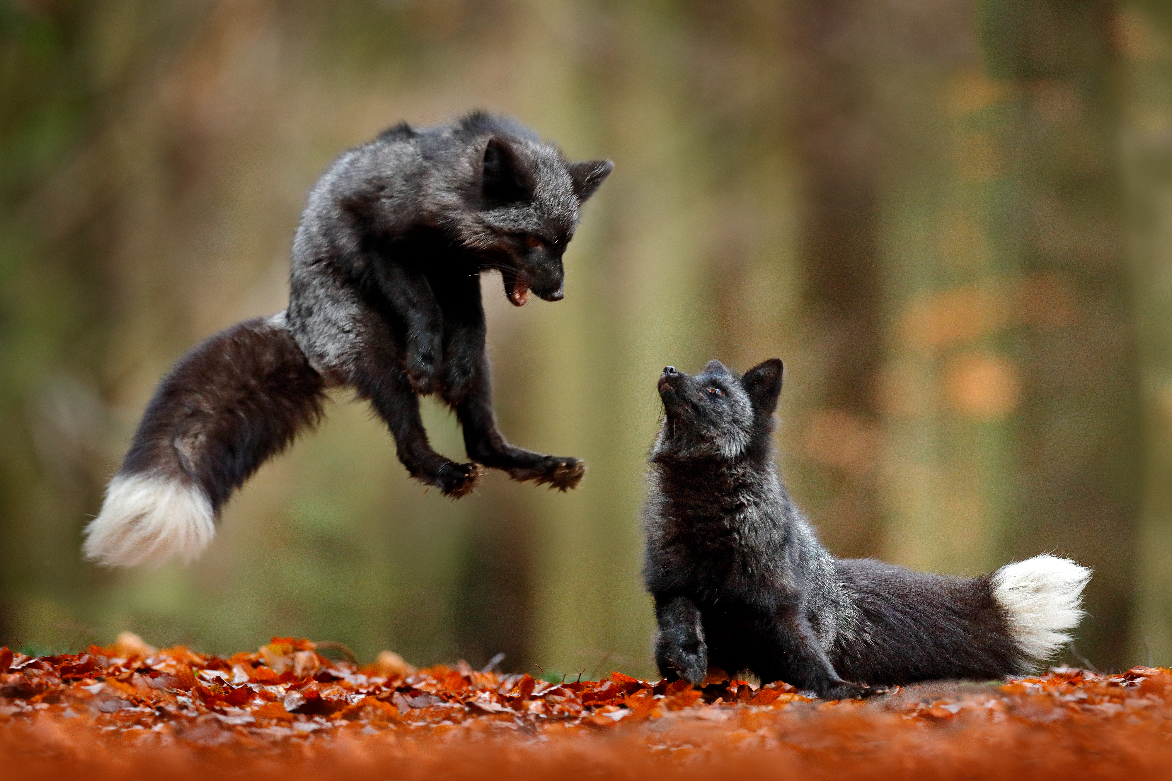 Two black foxes playing