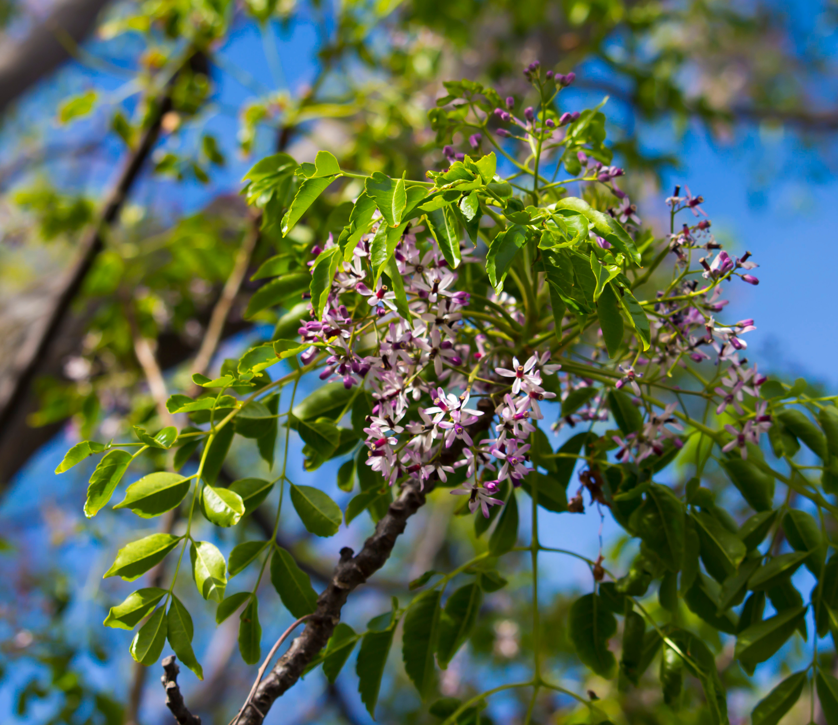 Flowers and leaves of the chinaberry tree