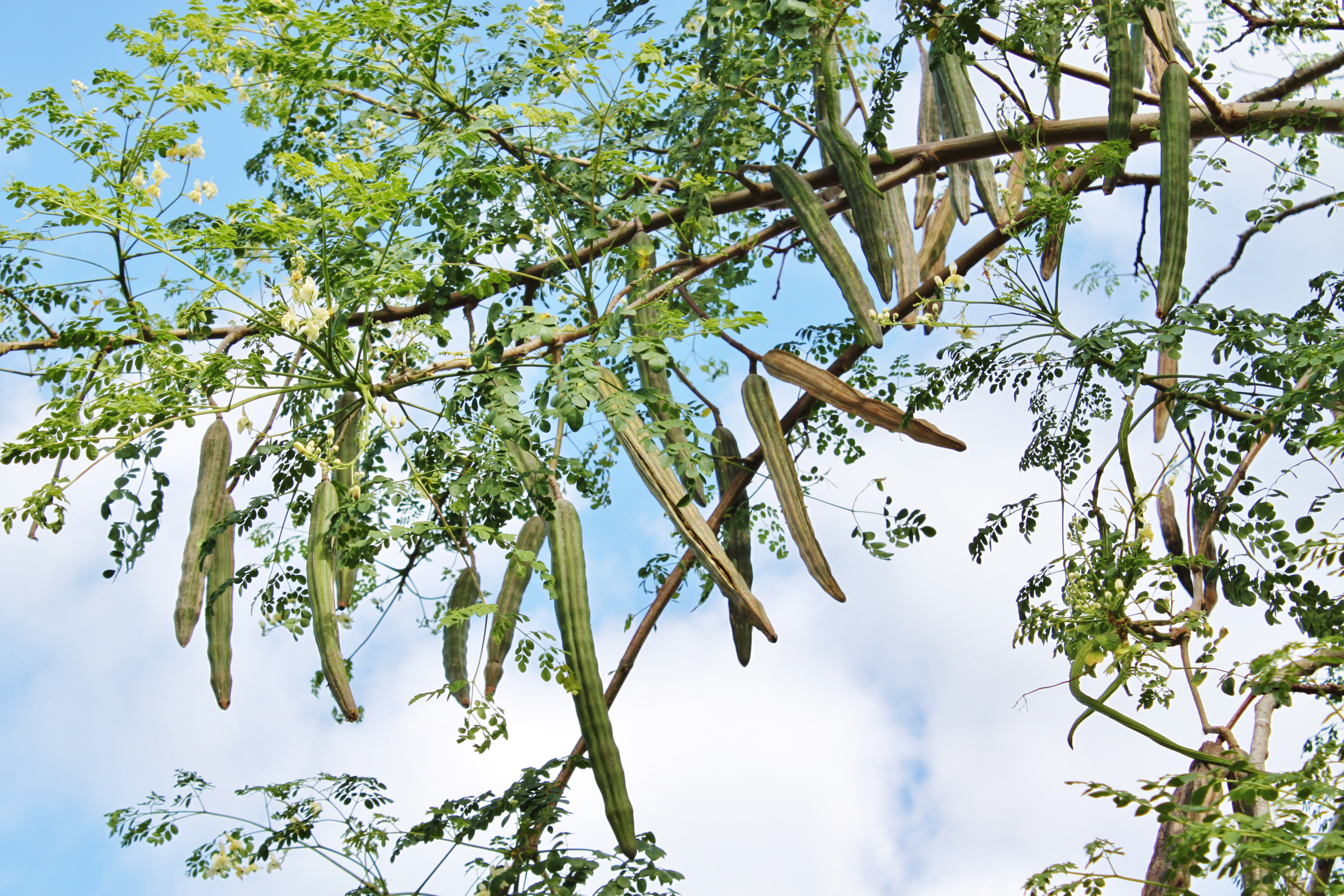 Branches and fruit of the horseradish tree