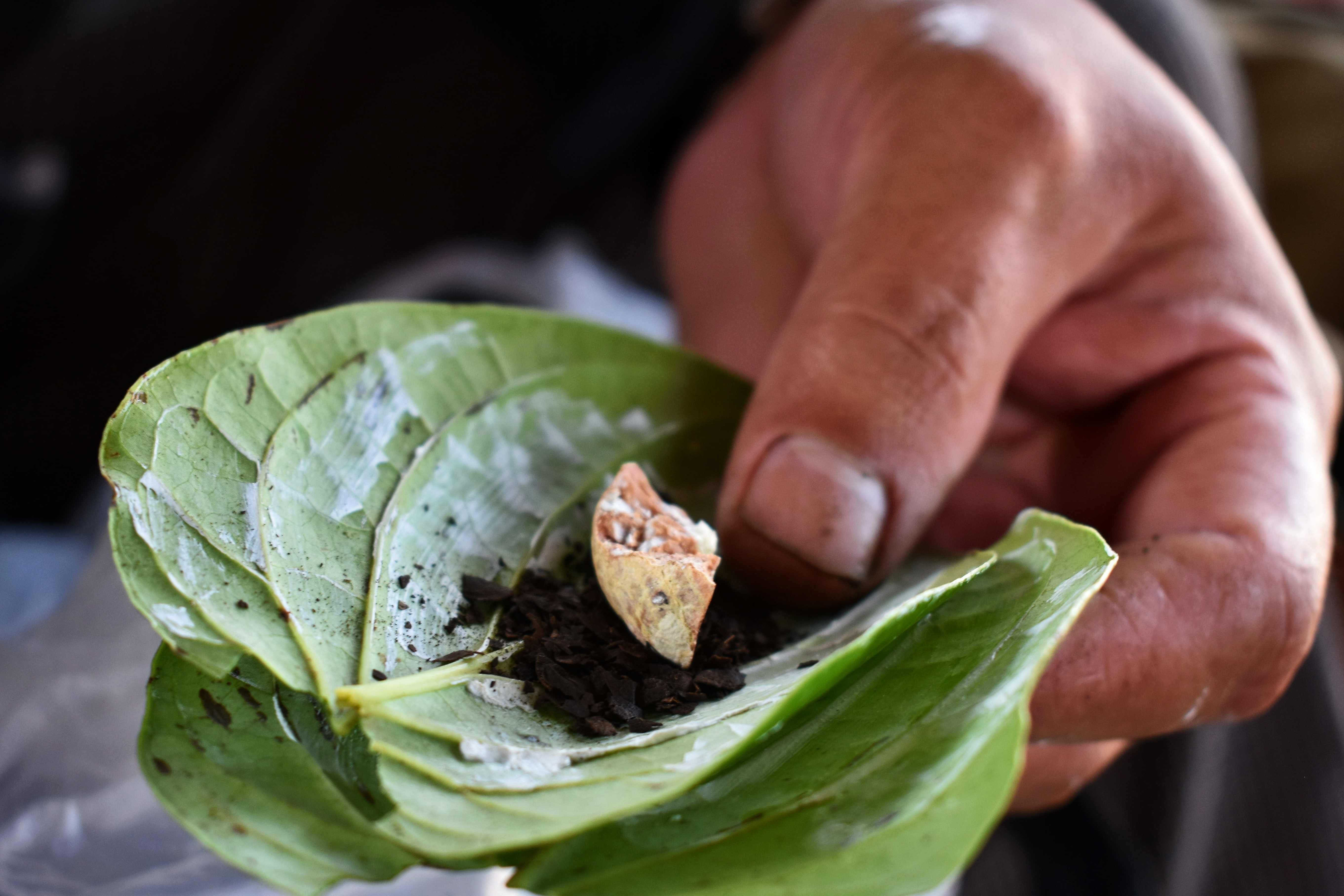 Preparing to chew betel