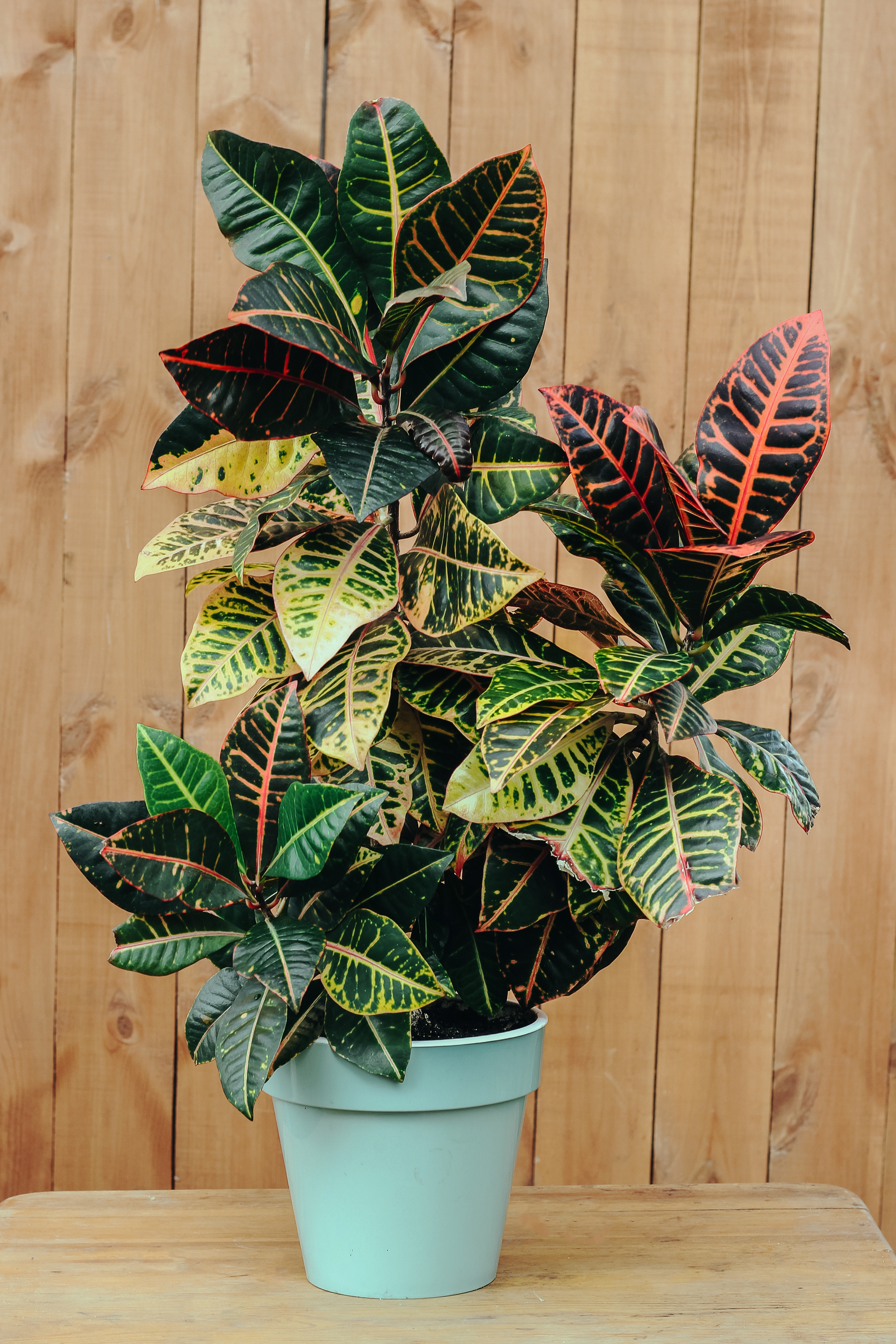 Garden croton cultivated in a pot