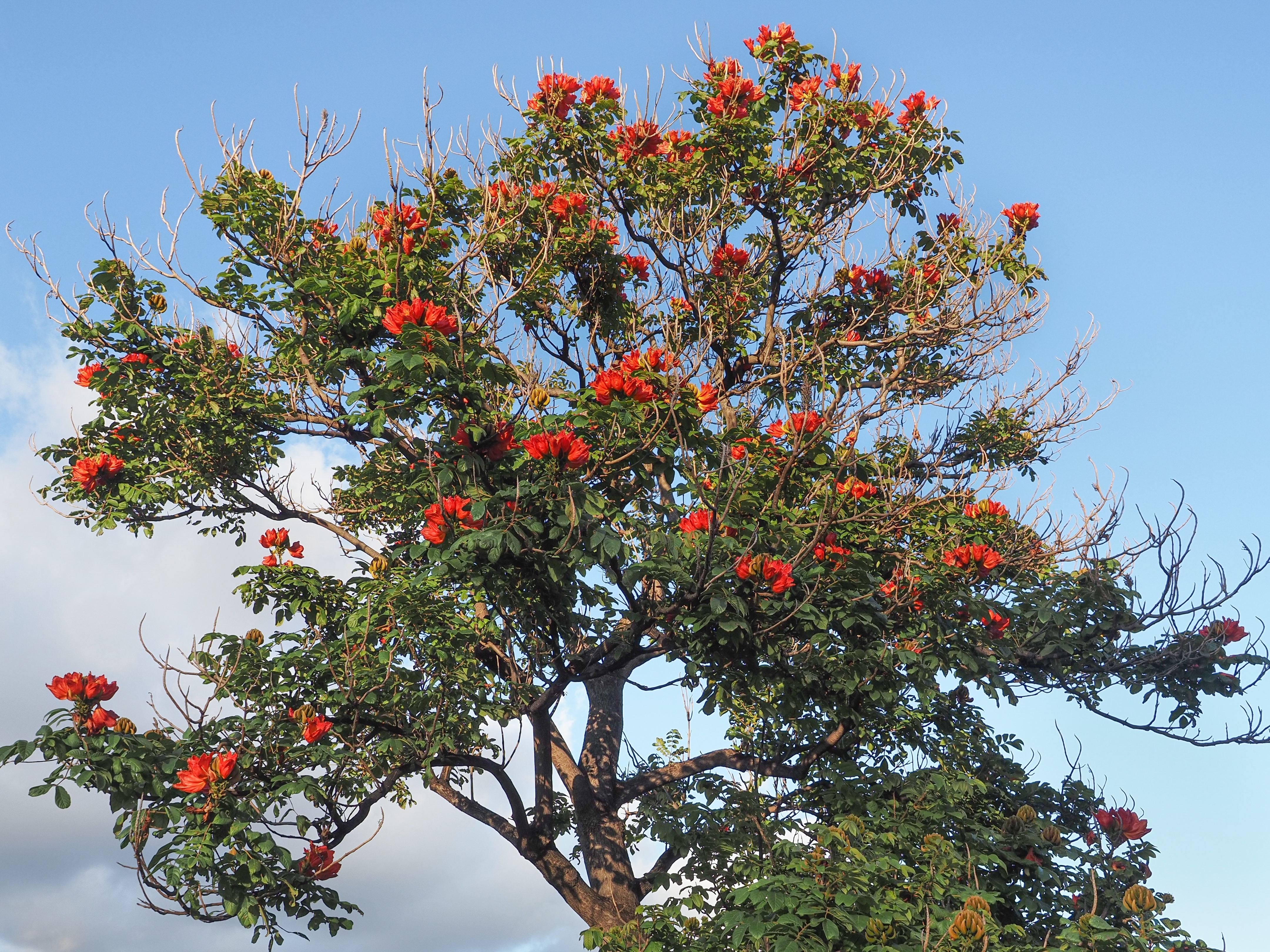 African tulip tree