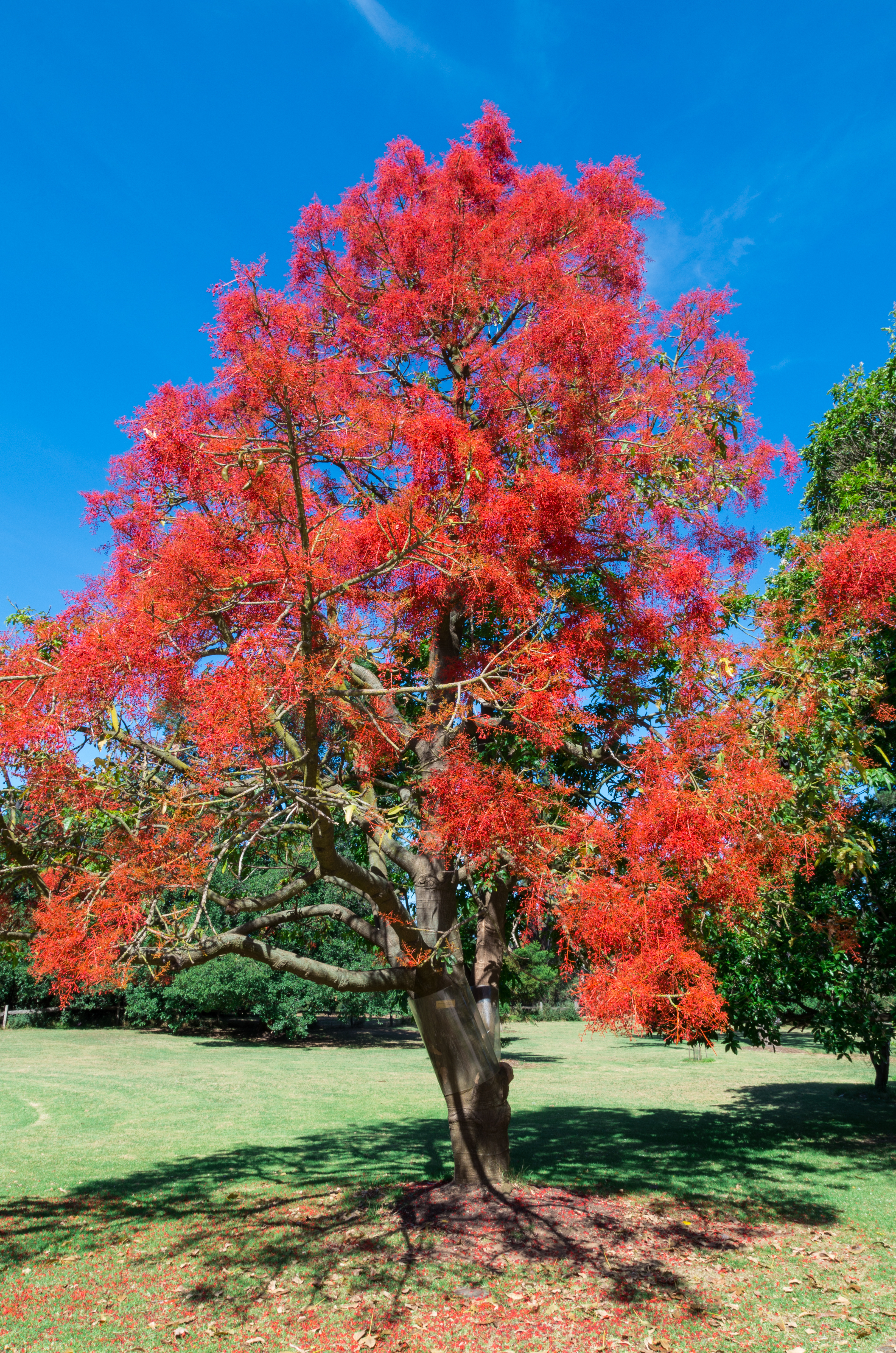 Illawarra flame tree in bloom