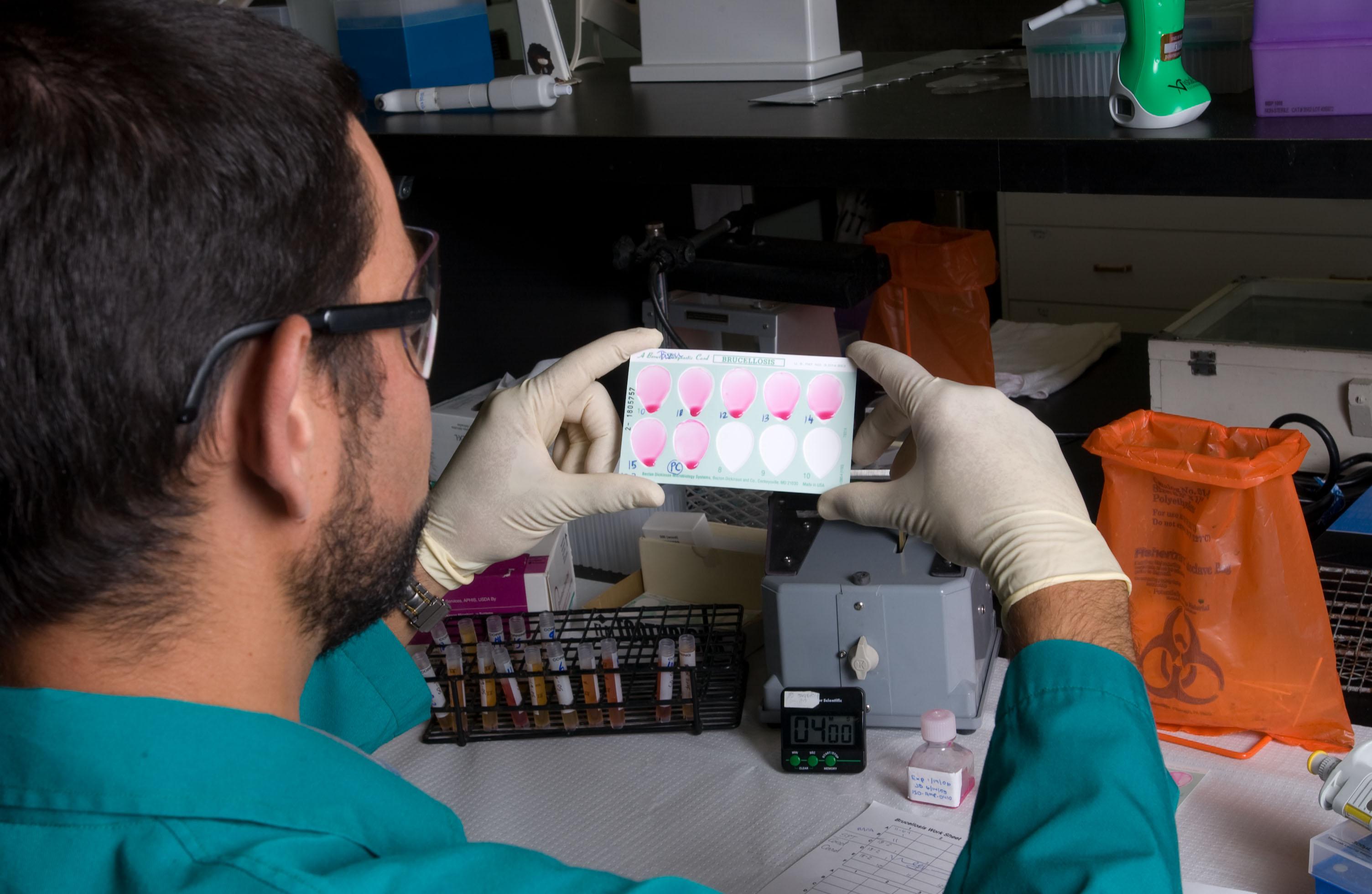 A microbiologist tests animal blood samples for Brucella bacteria