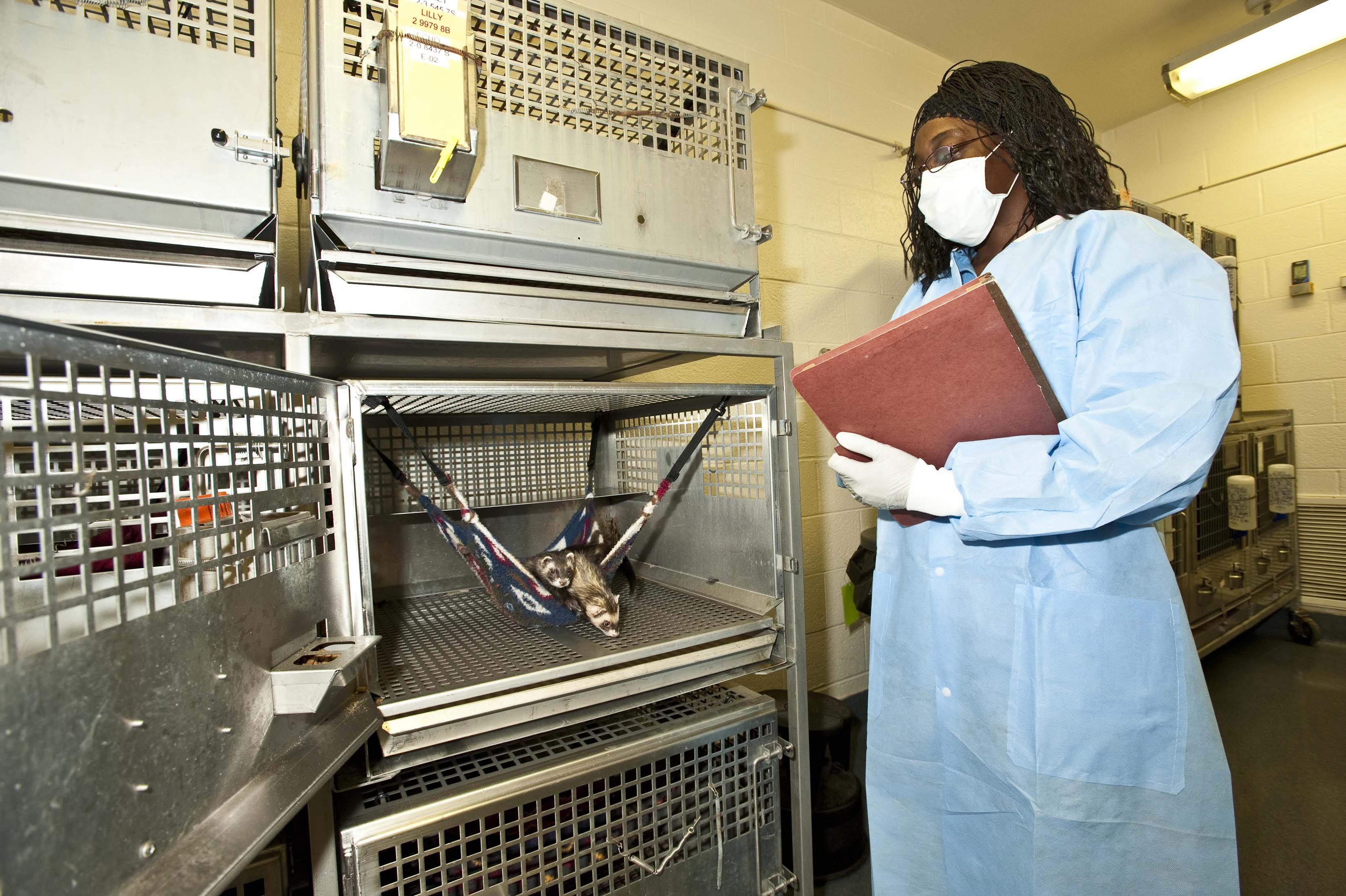 A U.S. government veterinary officer inspects an animal research laboratory