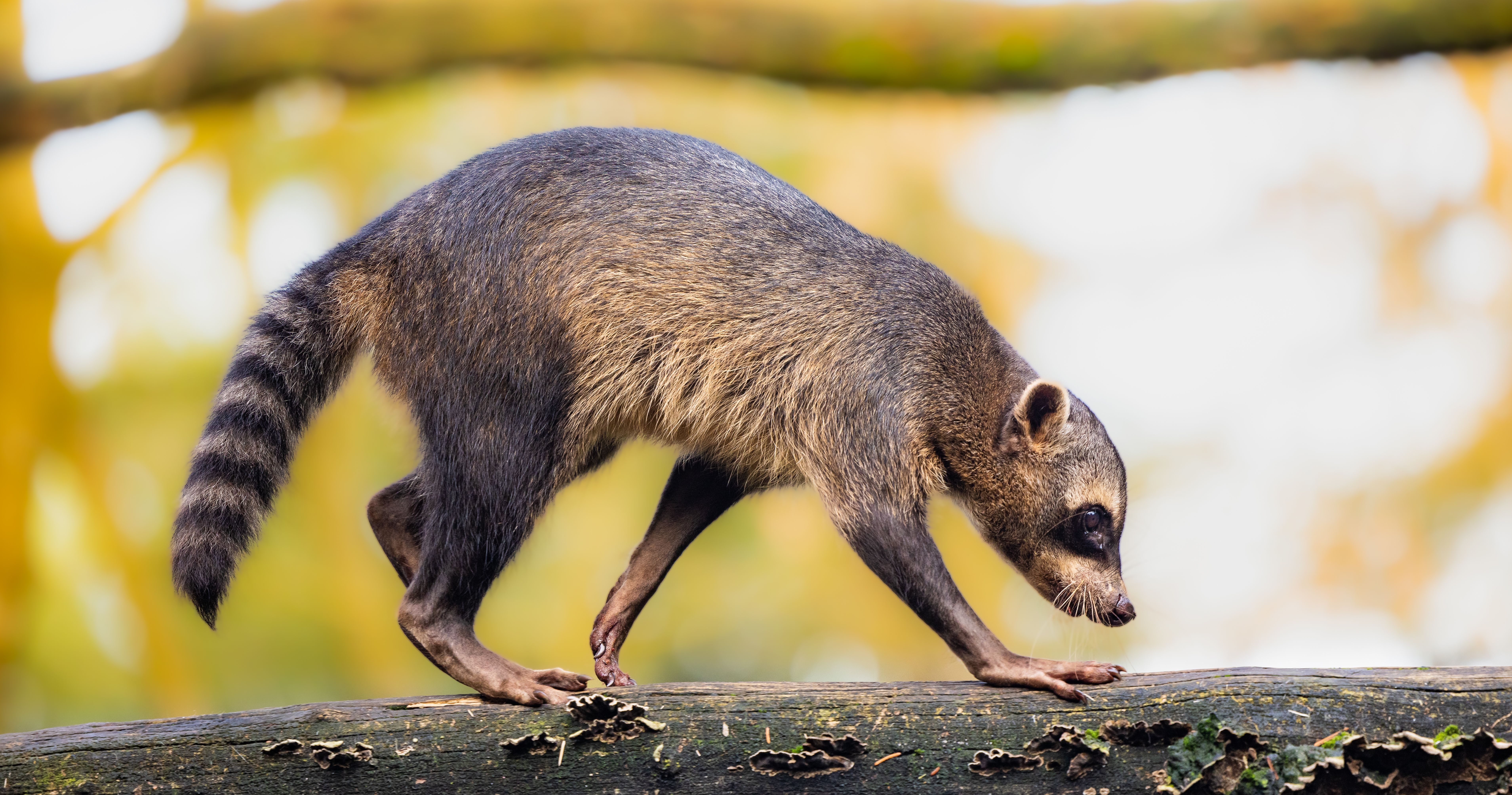 Crab-eating raccoon