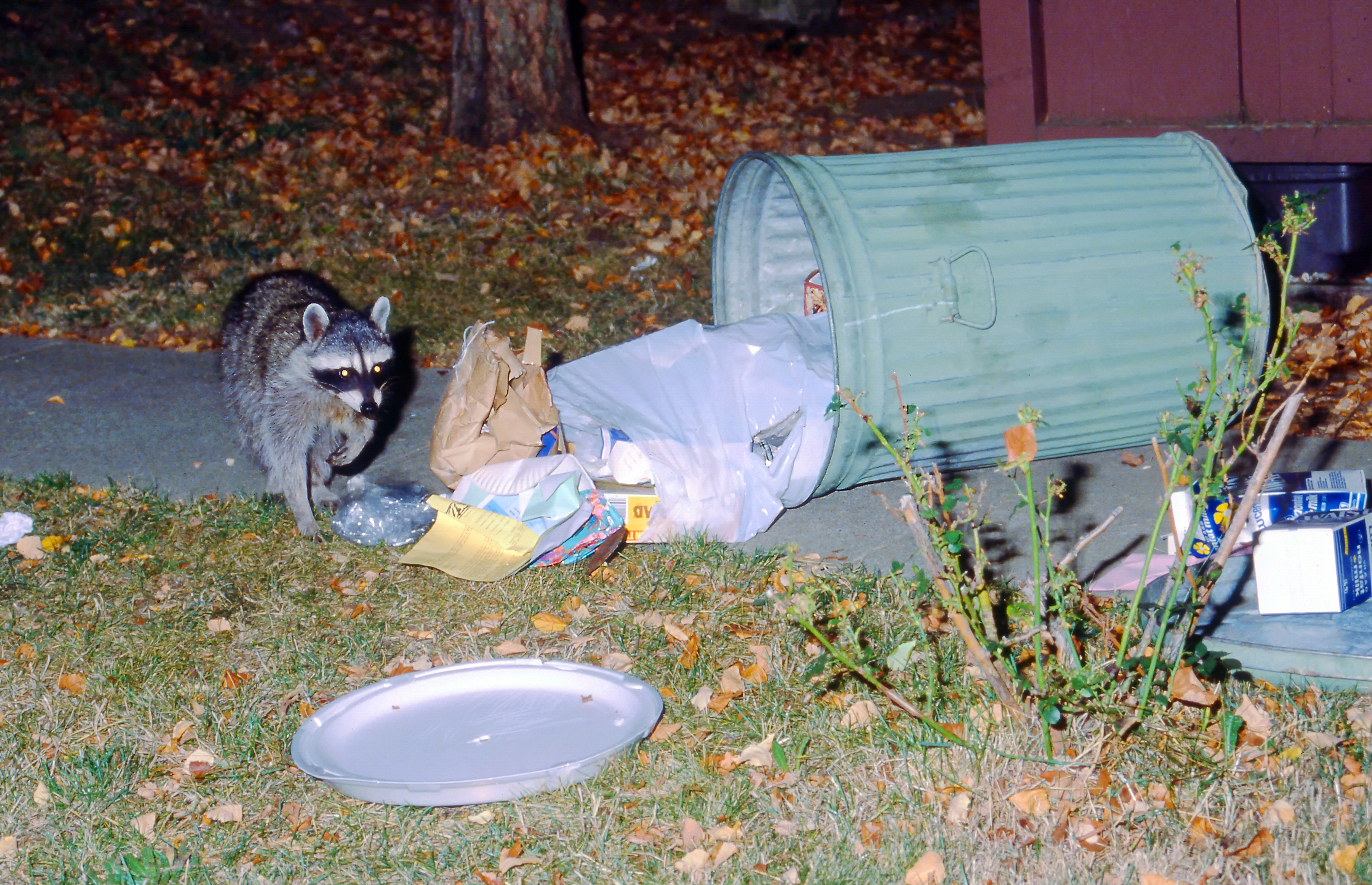 Raccoon foraging in garbage