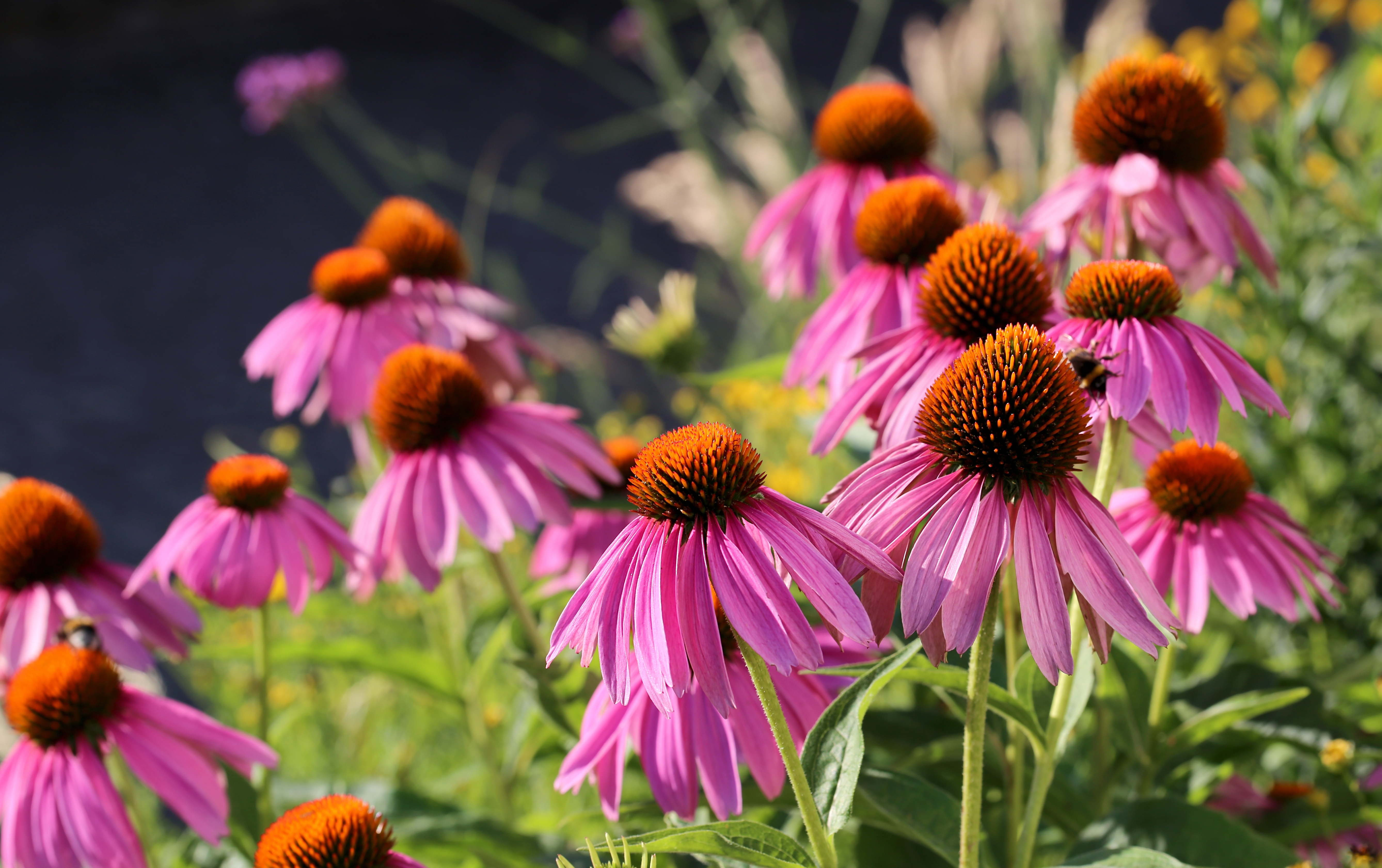 Purple coneflower (echinacea)