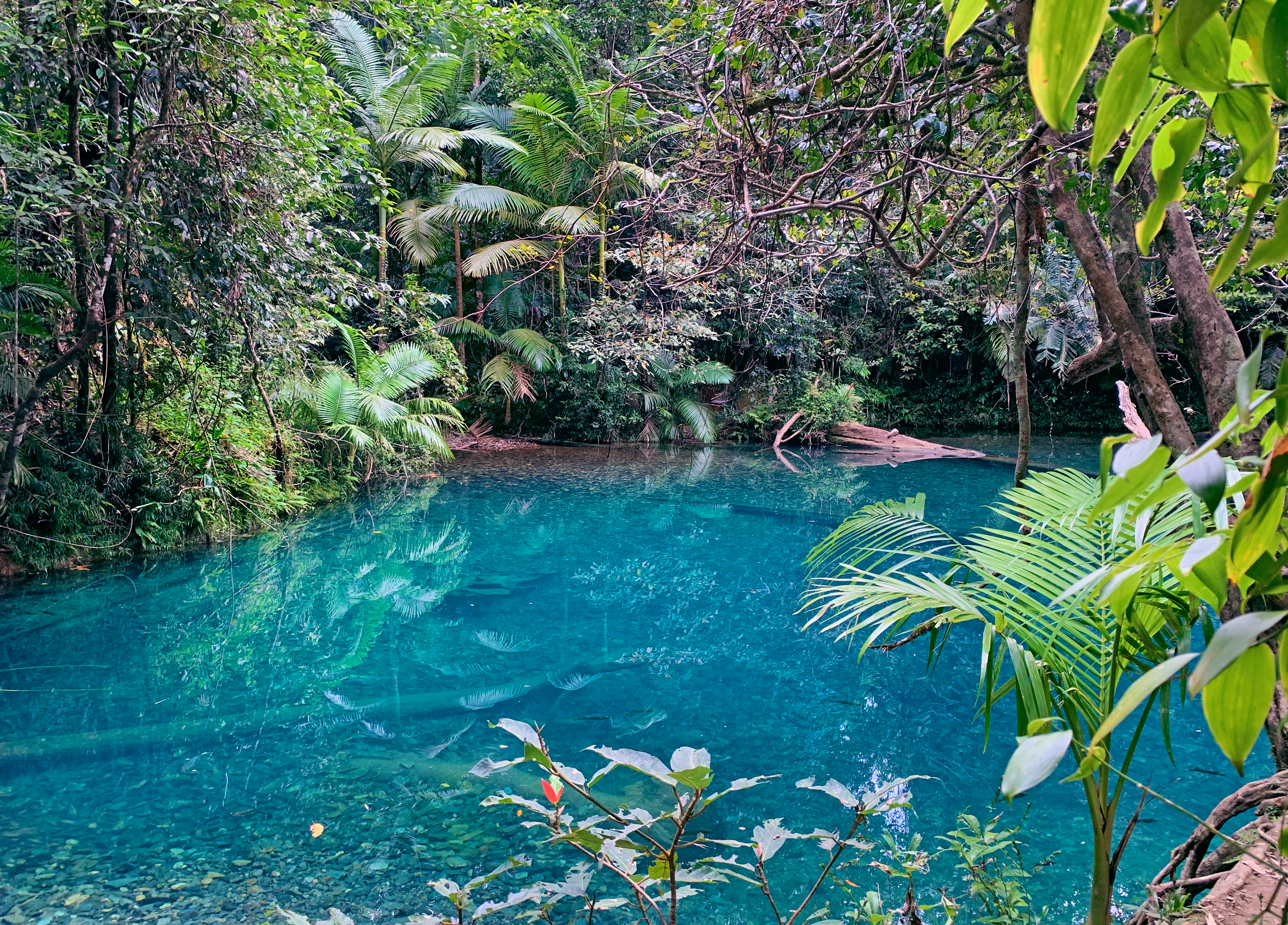 Blue Pool in Daintree National Park, Queensland, Australia