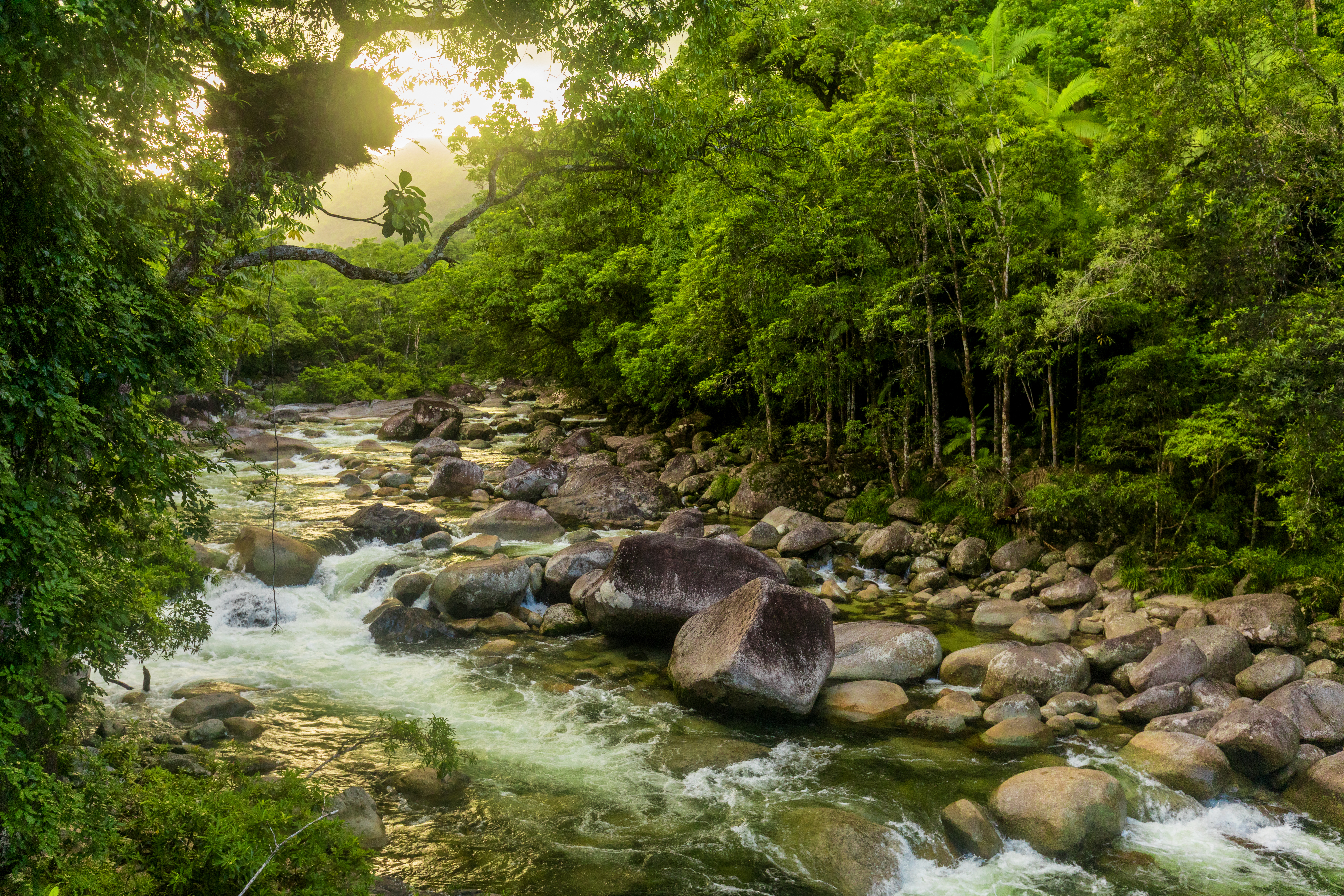 Mossman River in Daintree National Park, Queensland, Australia