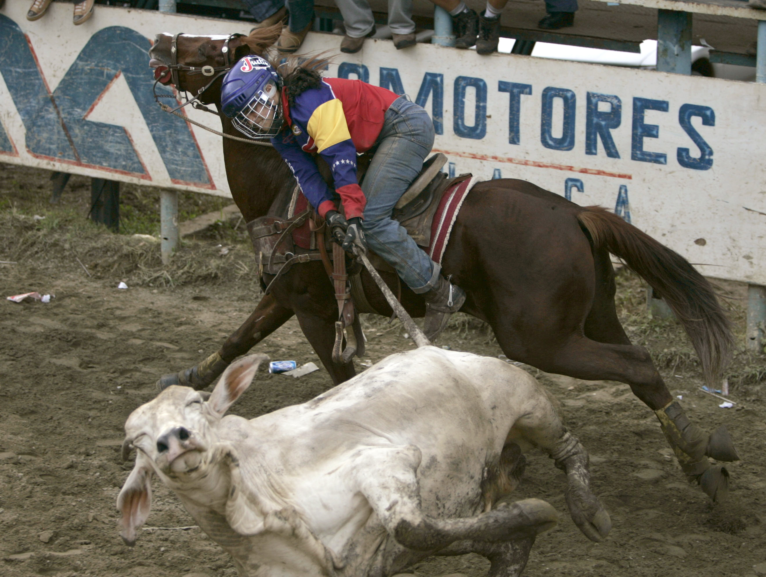 The sport of coleo in Venezuela