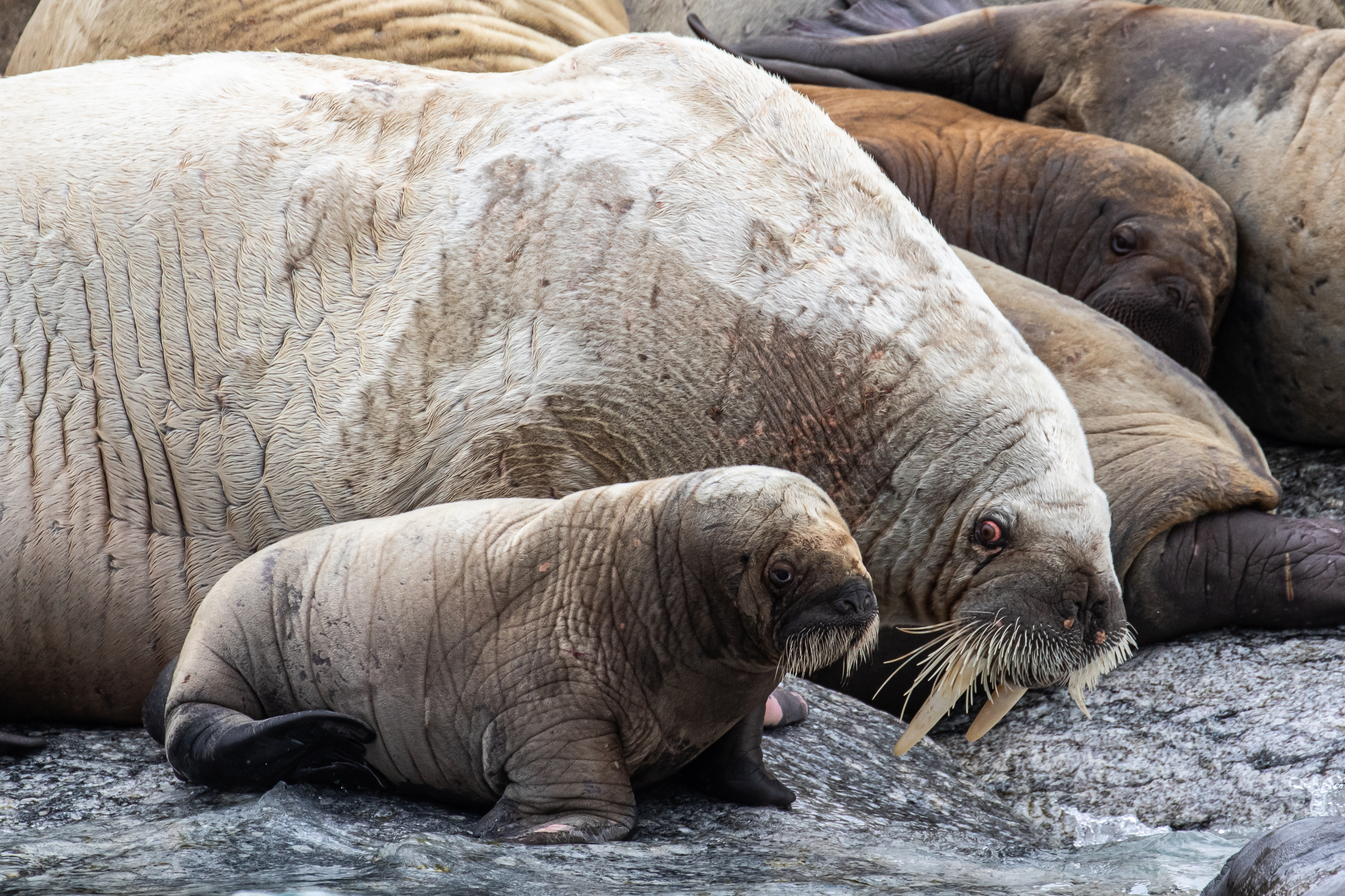 Walrus cow (adult female) with calf