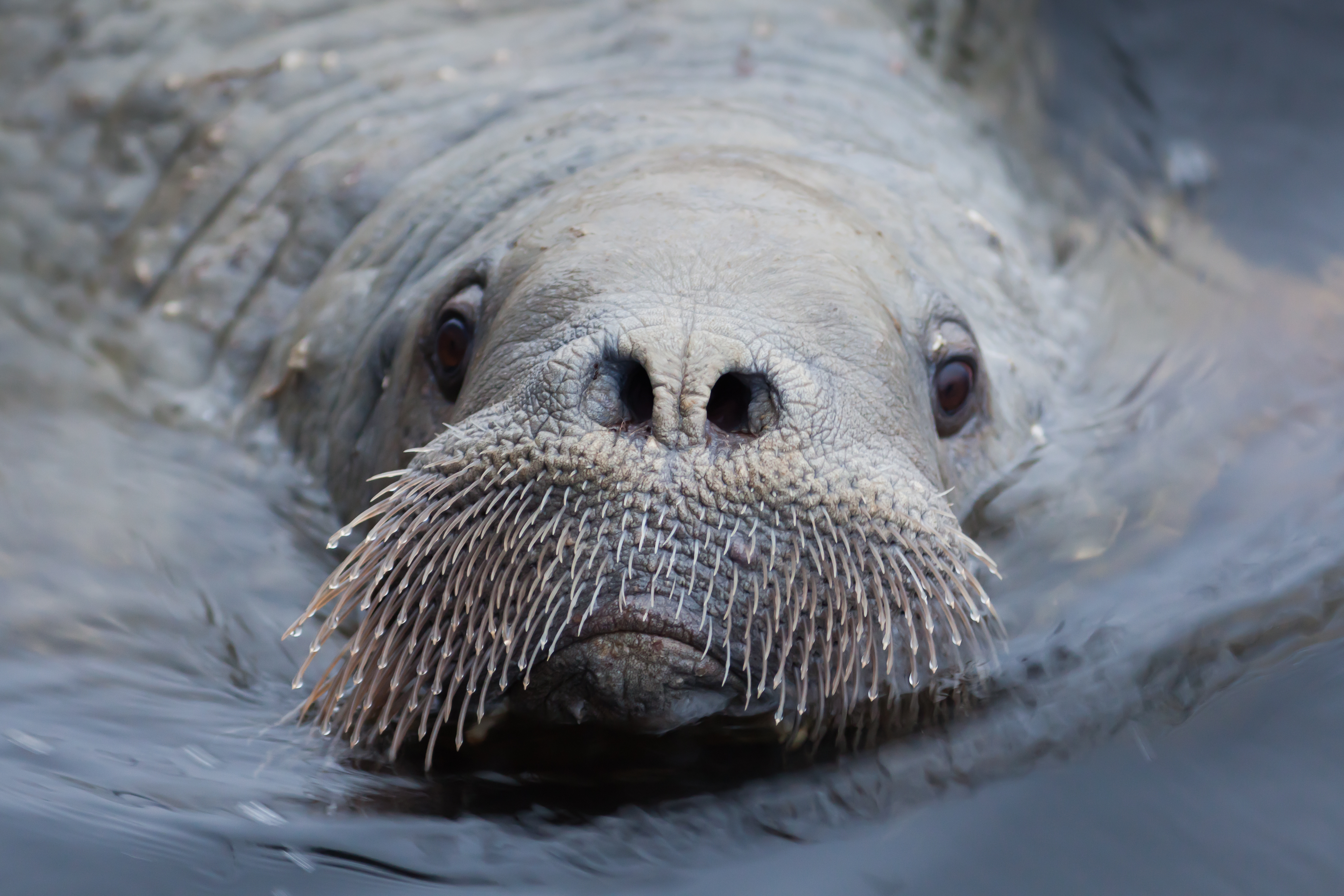 Bristles on a walrus's face