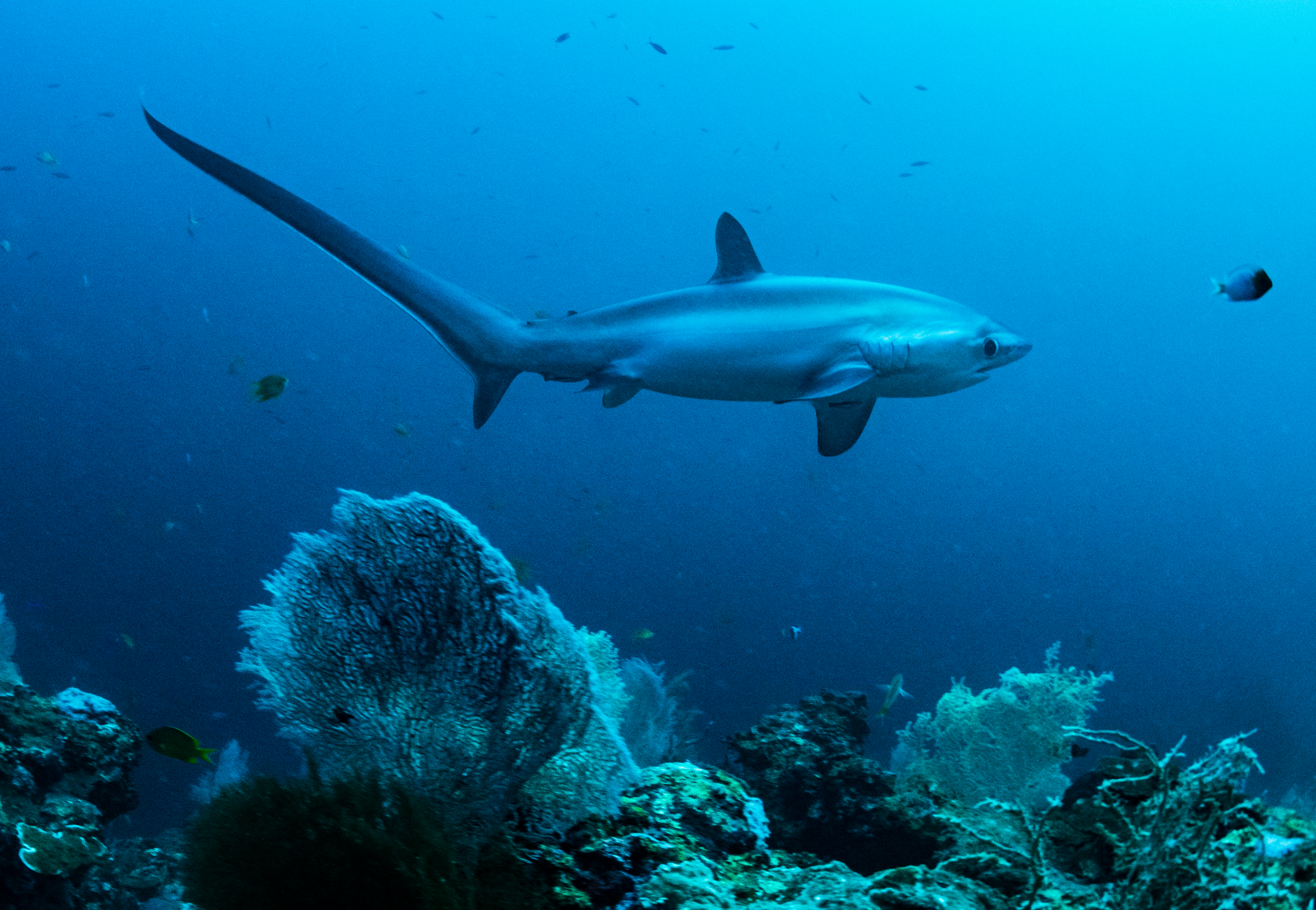 Pelagic thresher shark