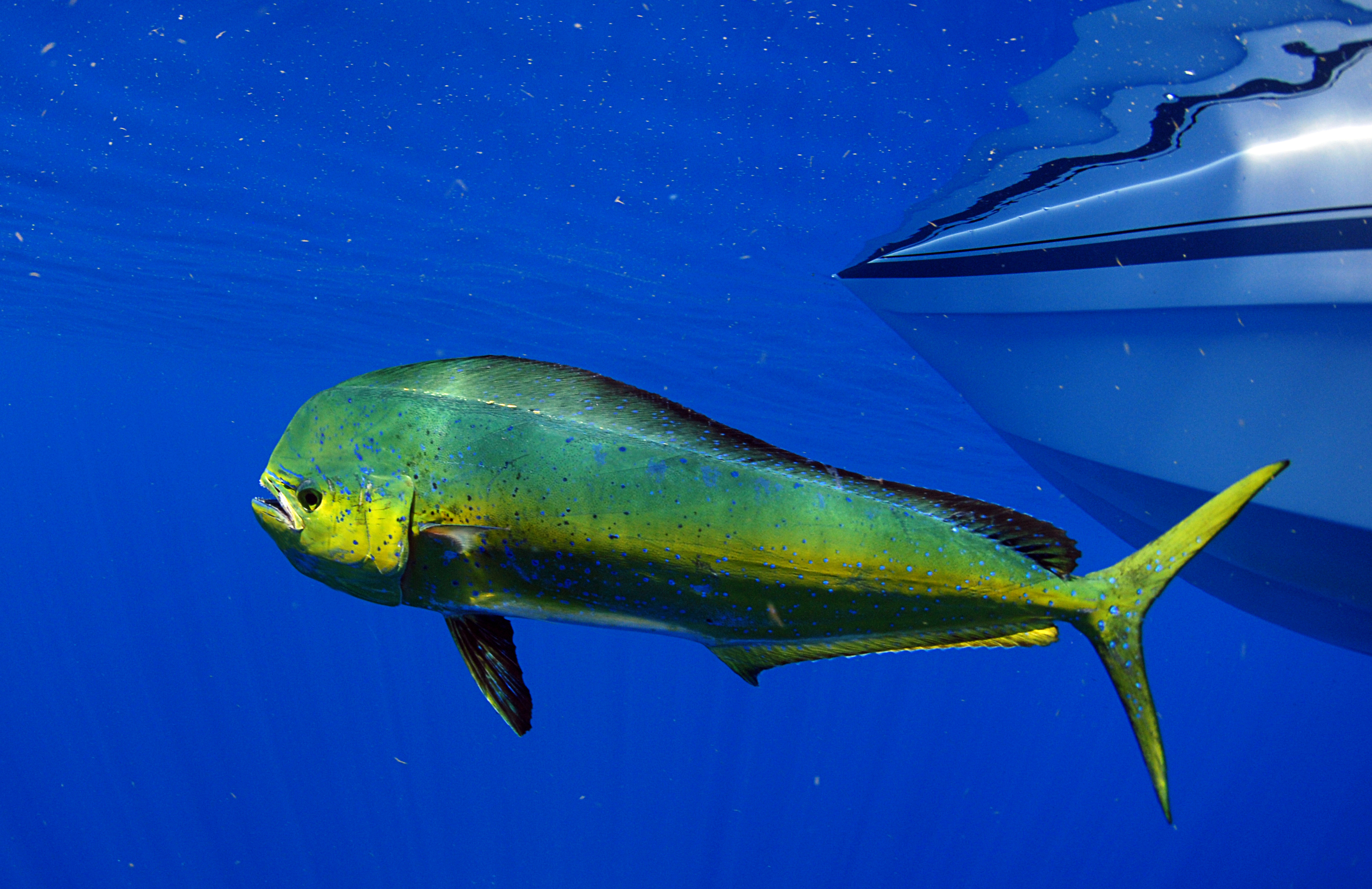 Dolphinfish