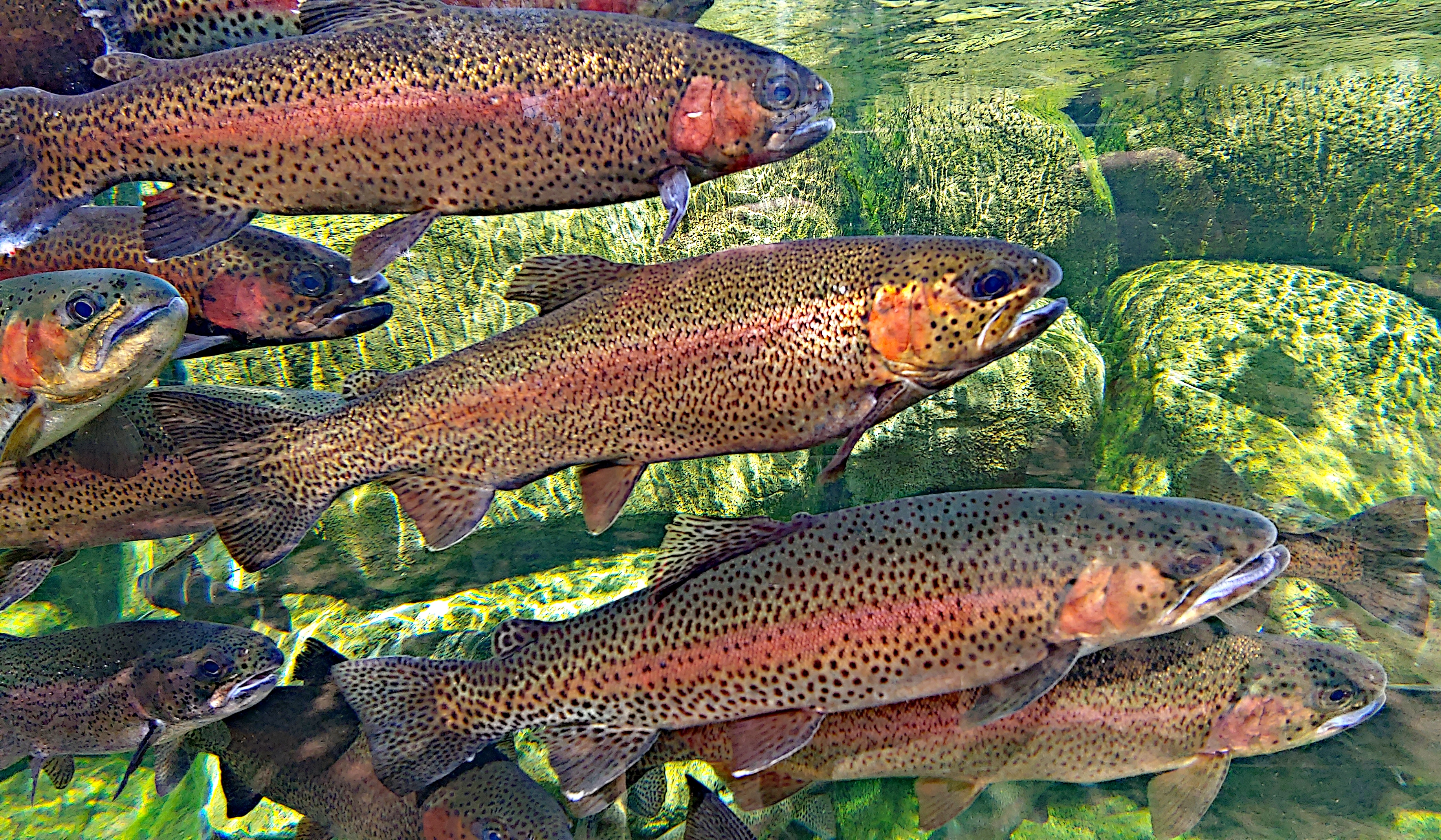 Rainbow trout