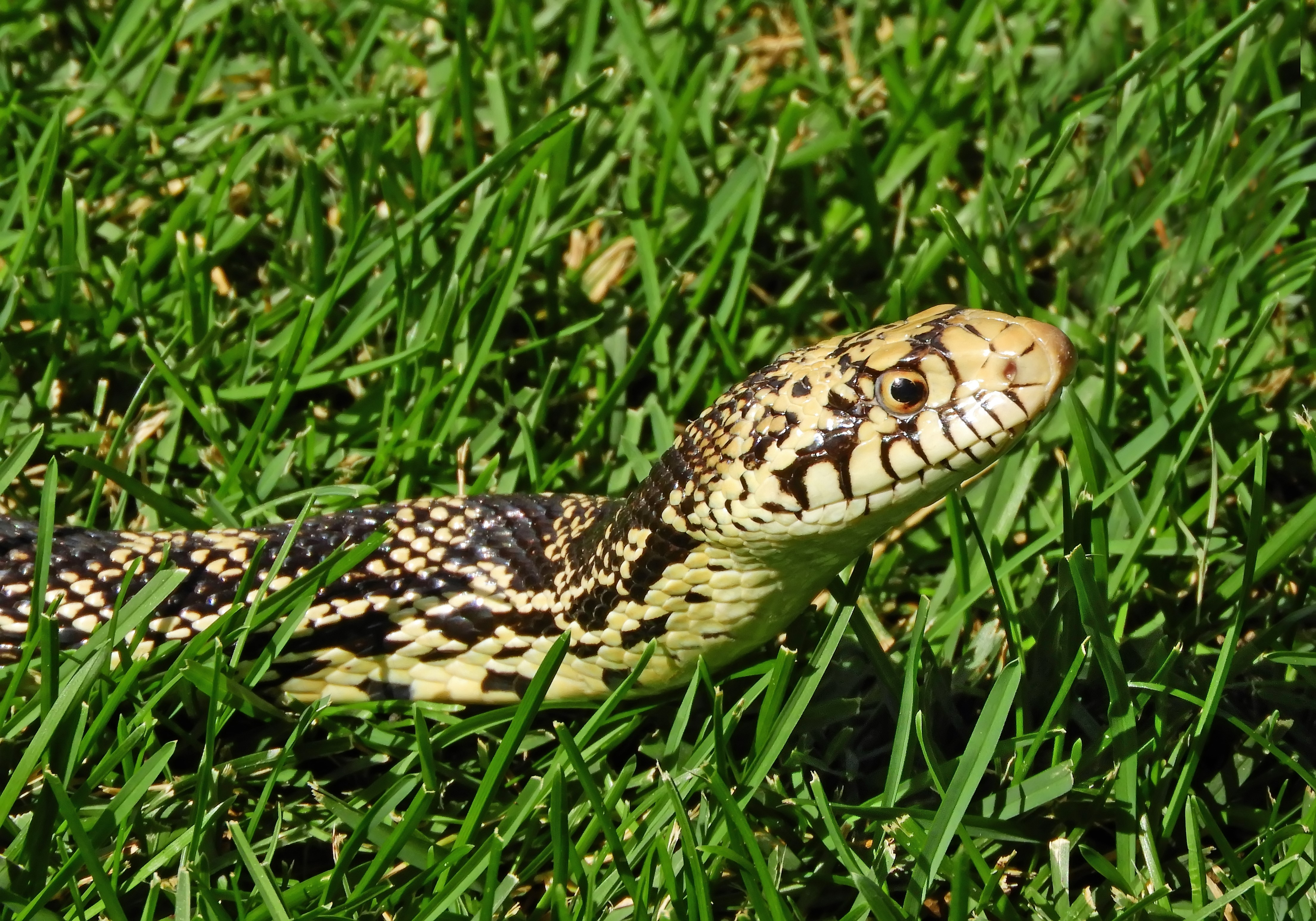 A bull snake peers out of the grass