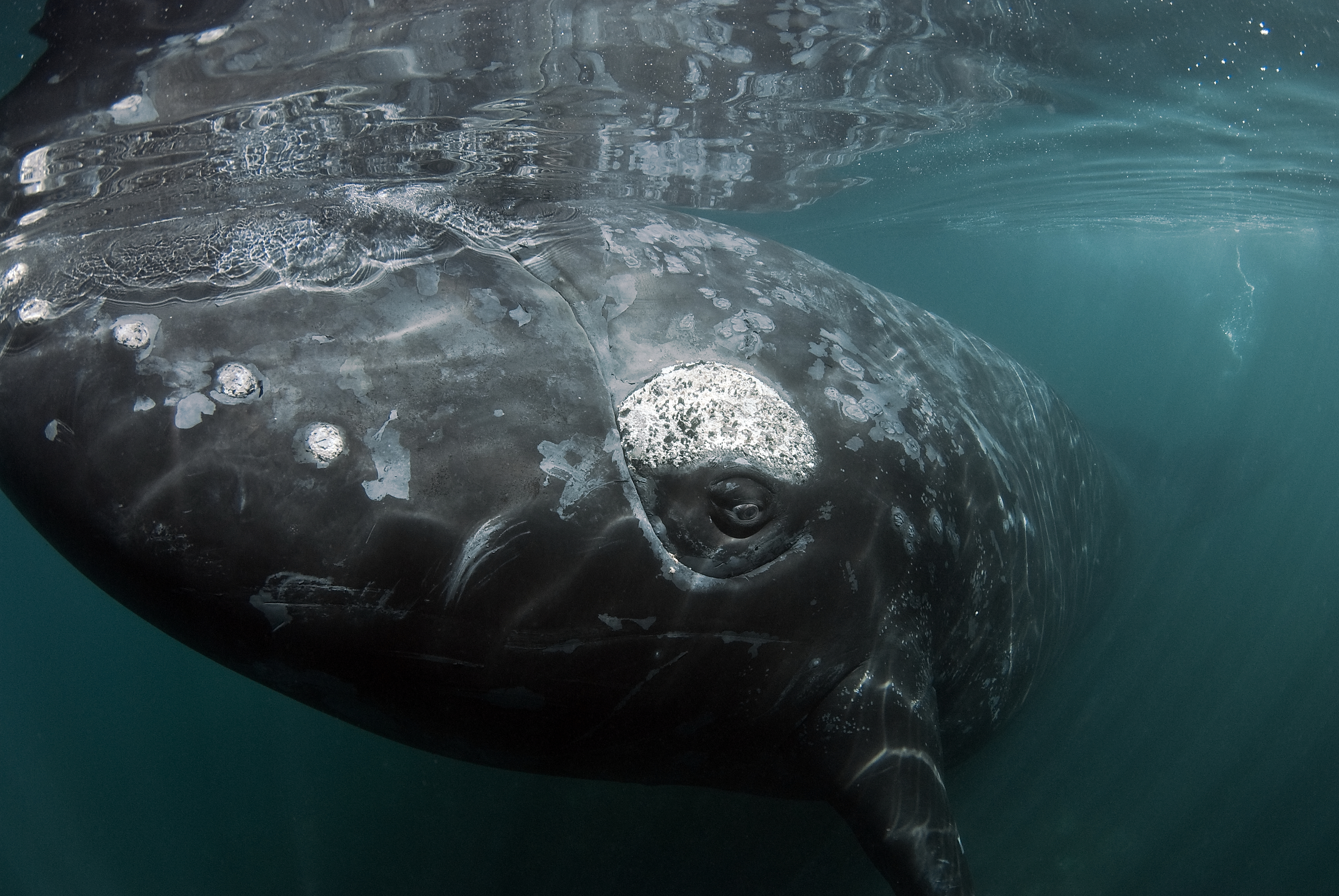 Southern right whale