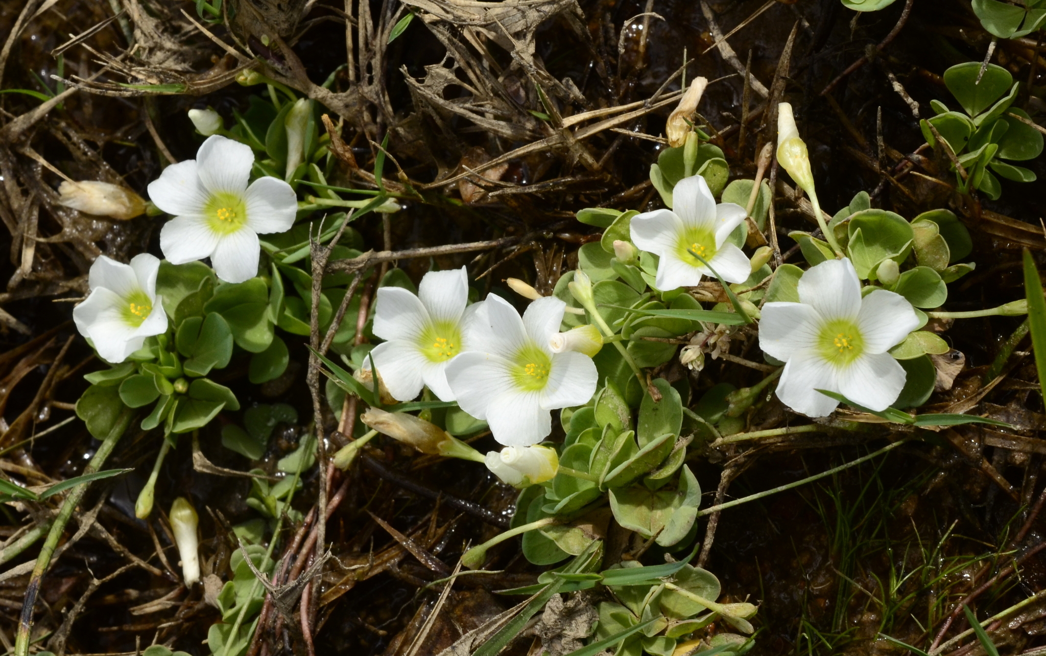 Water sorrel, an endangered South African wetland plant