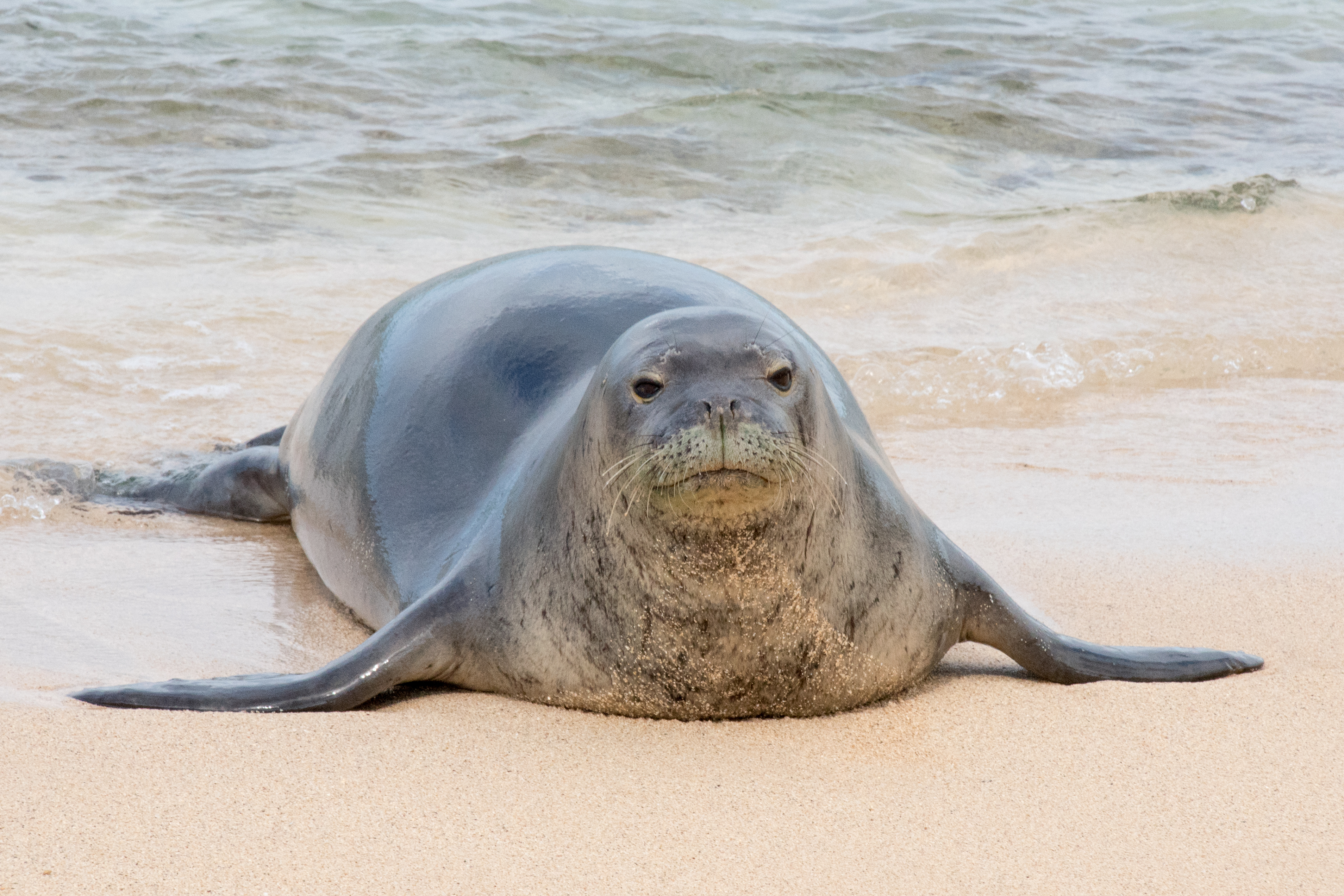 The endangered Hawaiian monk seal