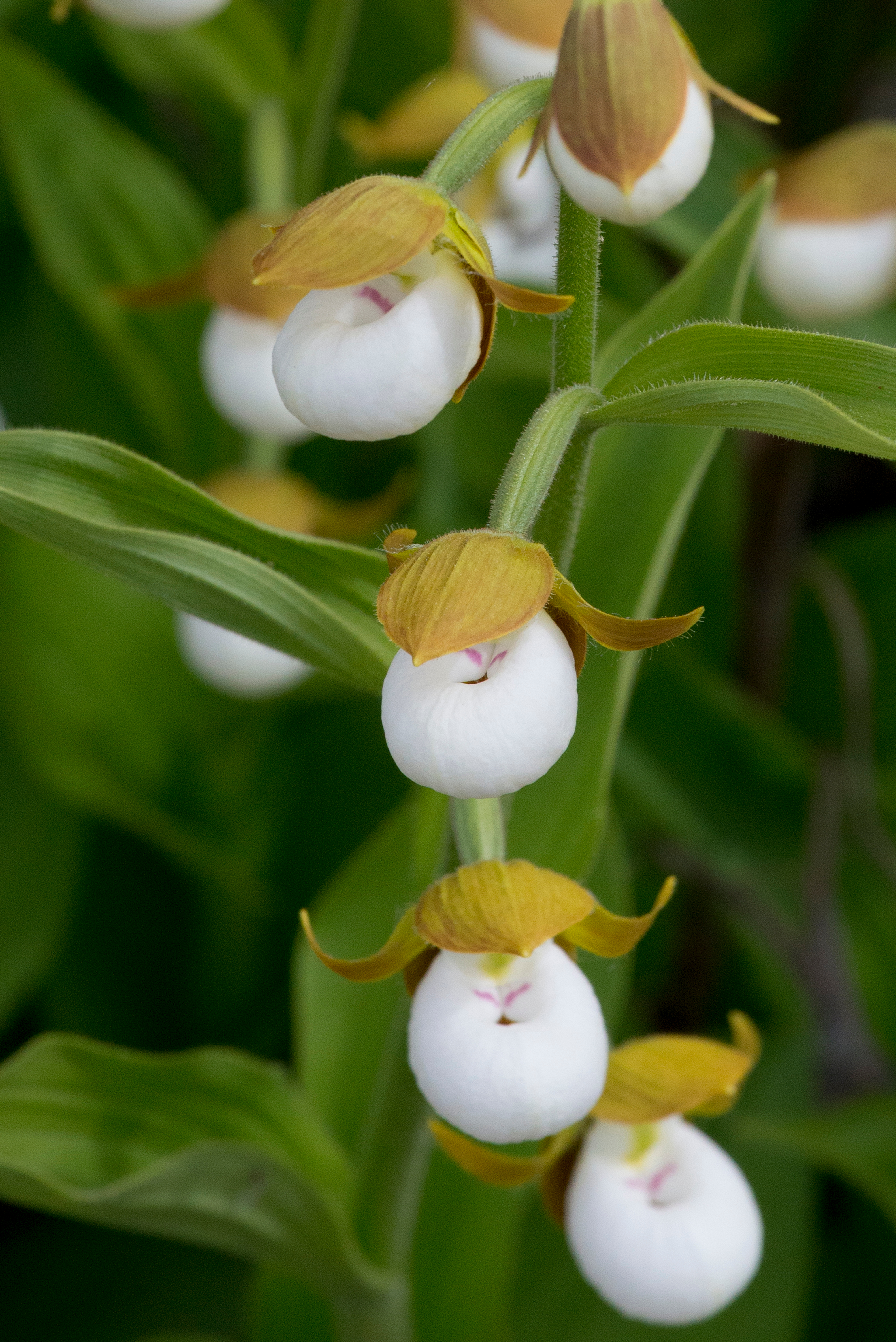 California lady's-slipper, an endangered orchid