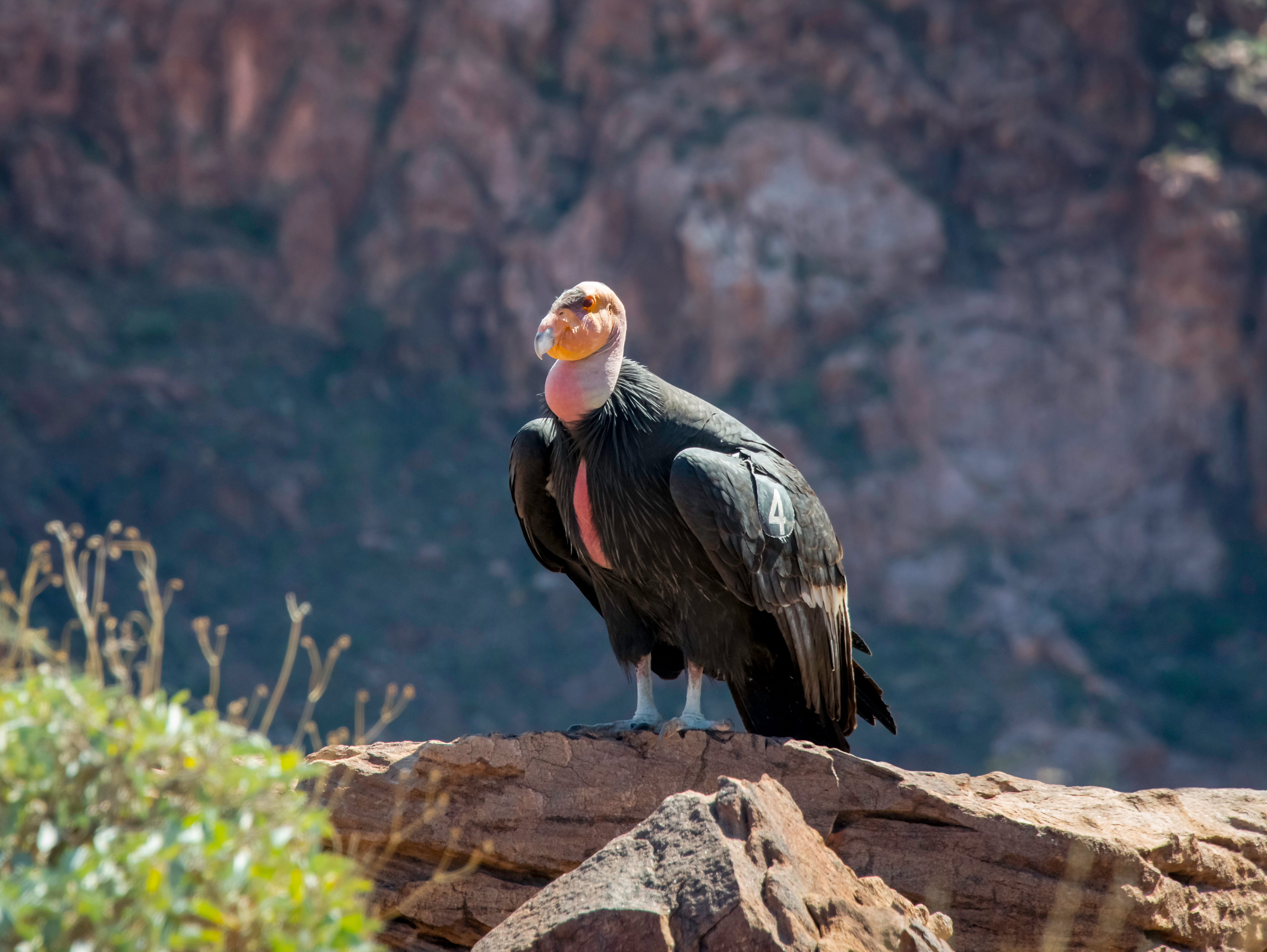 California condor, an endangered vulture