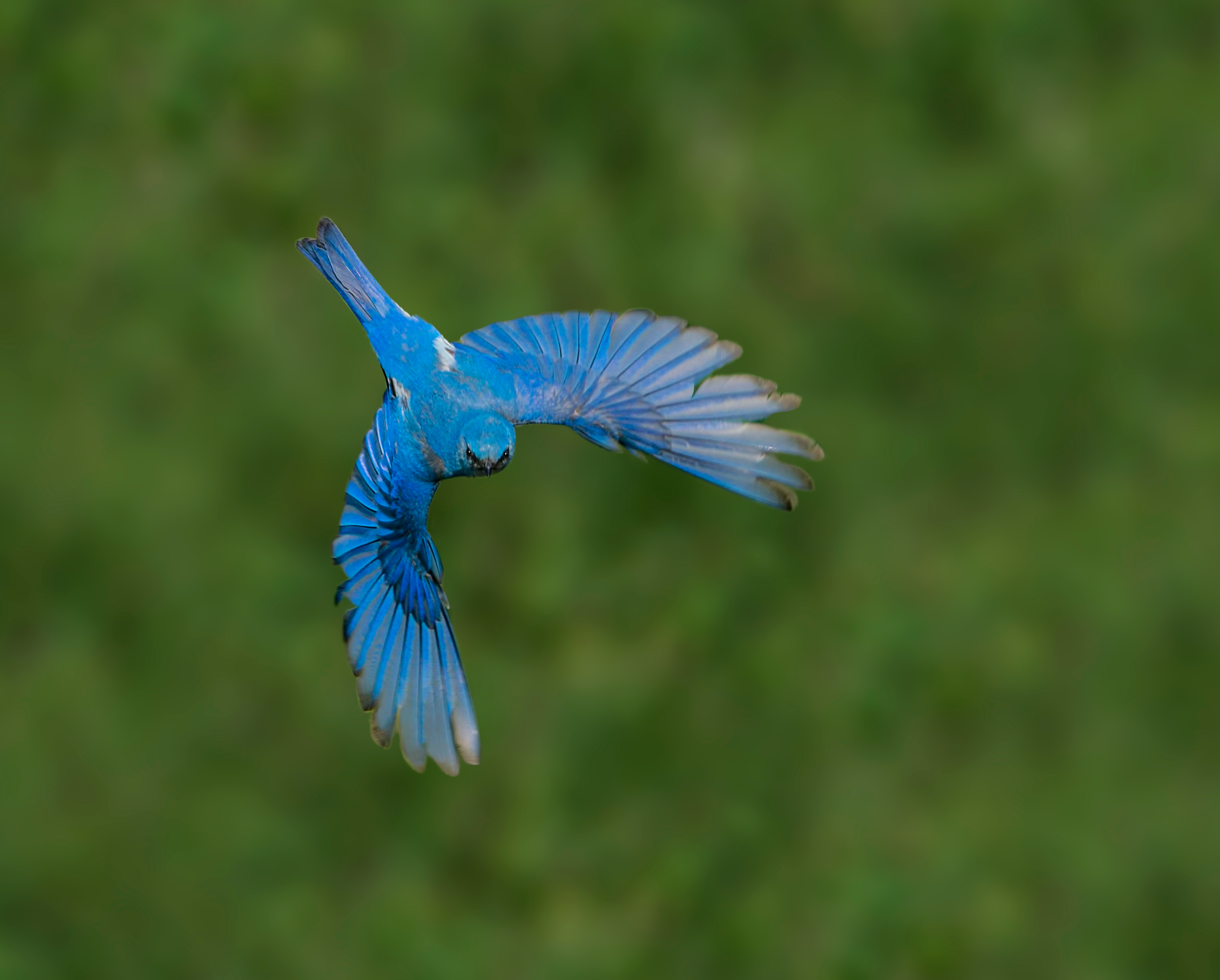 Male mountain bluebird in flight