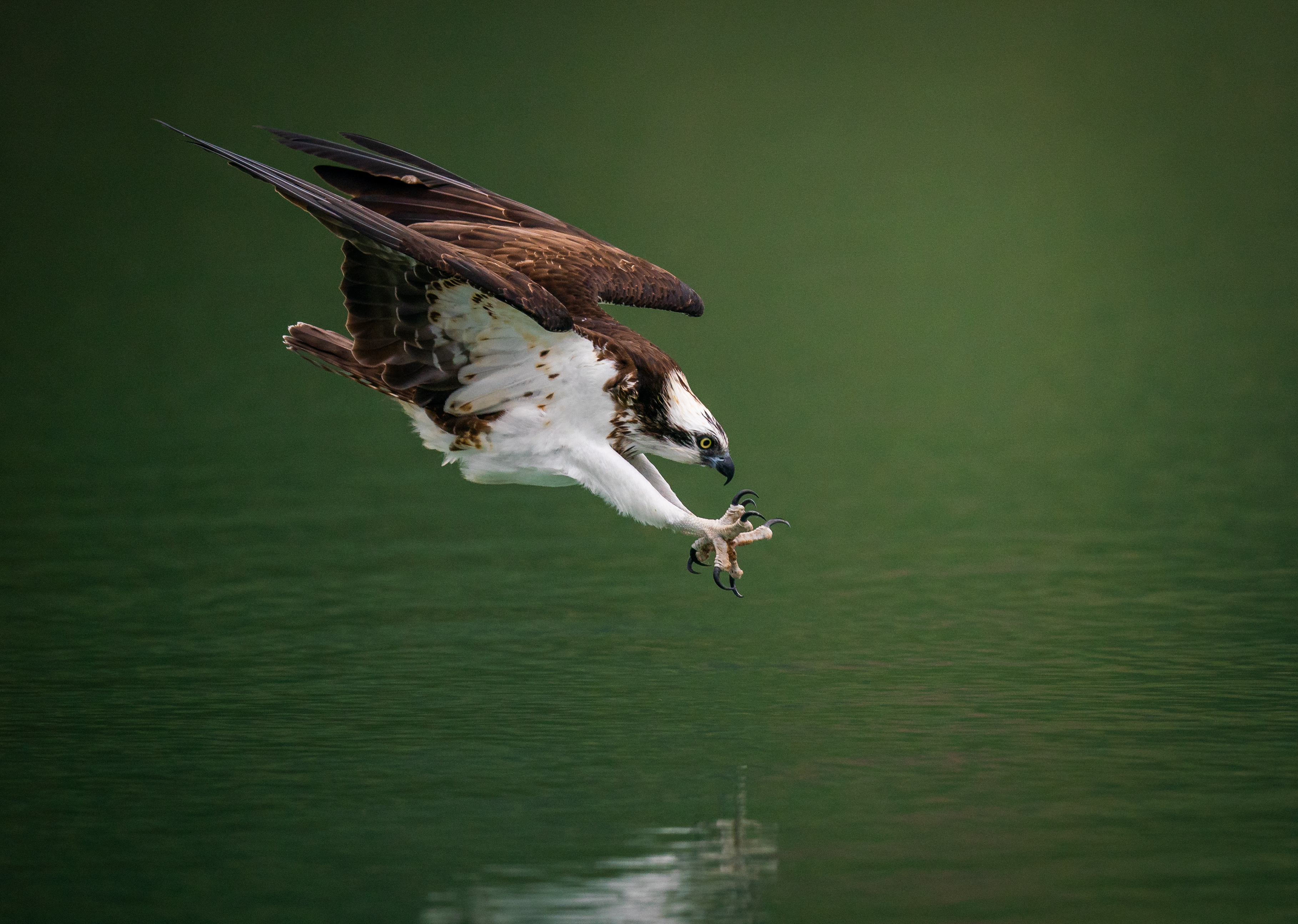 An osprey plunges toward the water