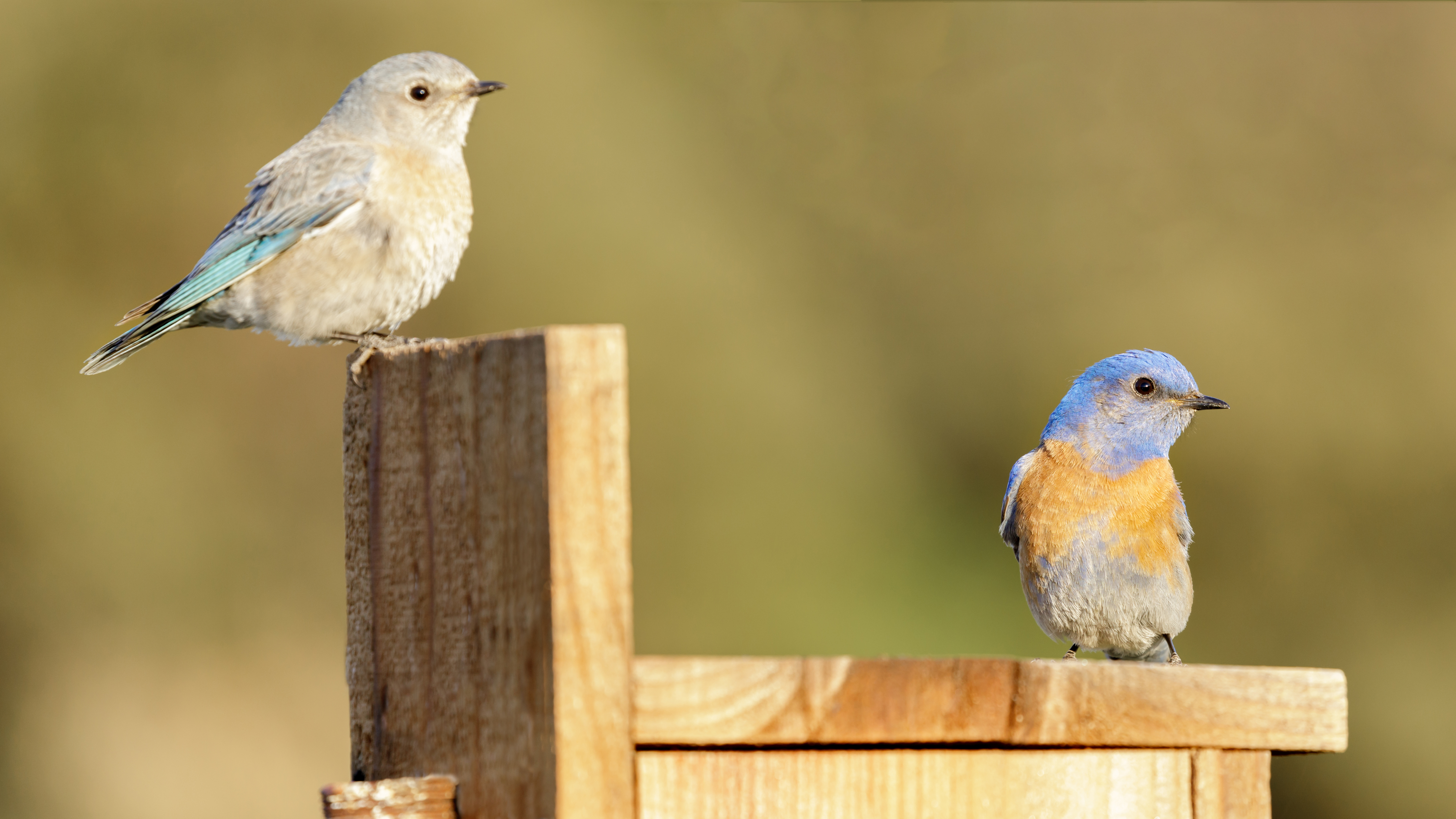 Female and male western bluebirds