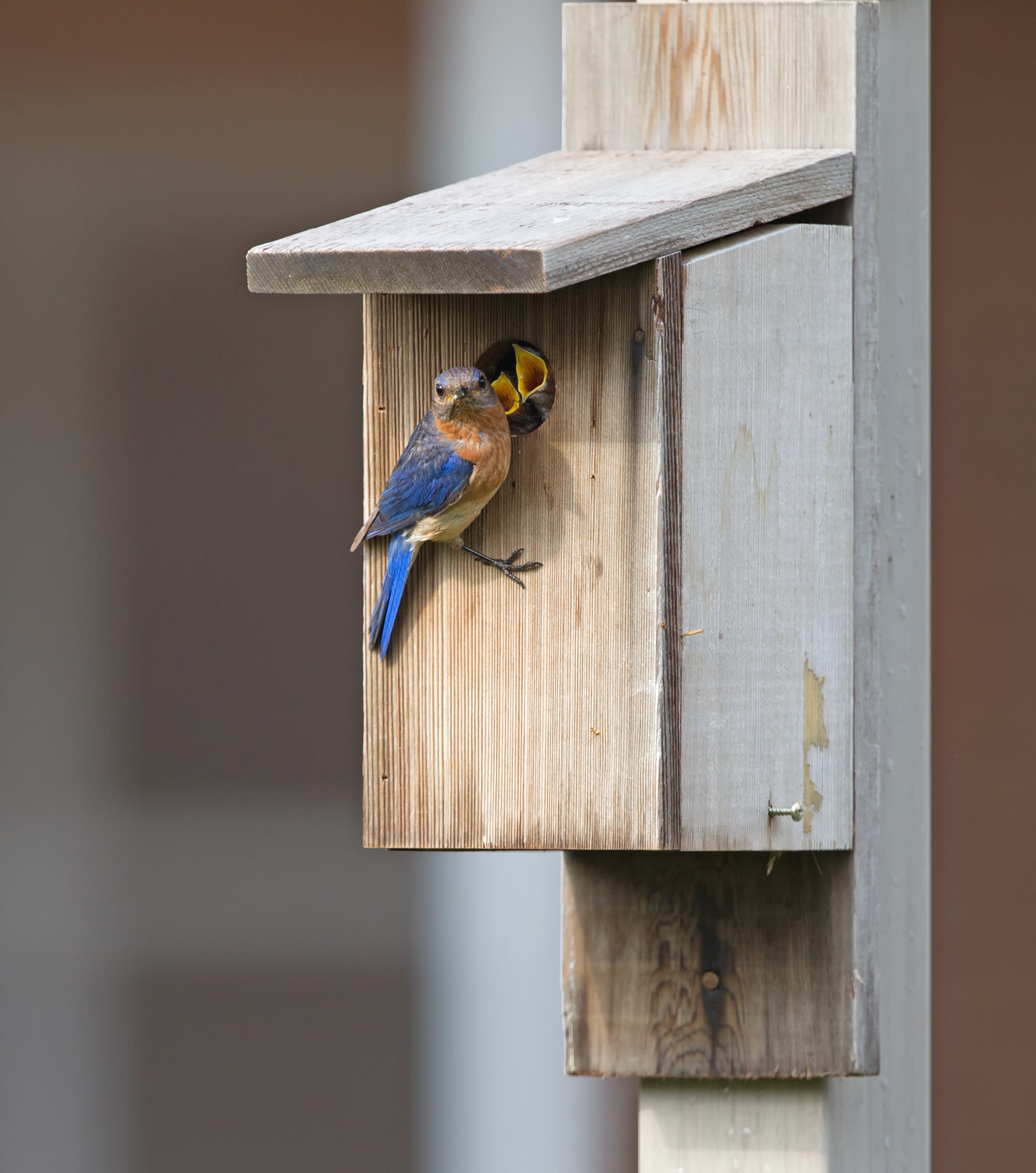 Eastern bluebird and young nesting in a bluebird box