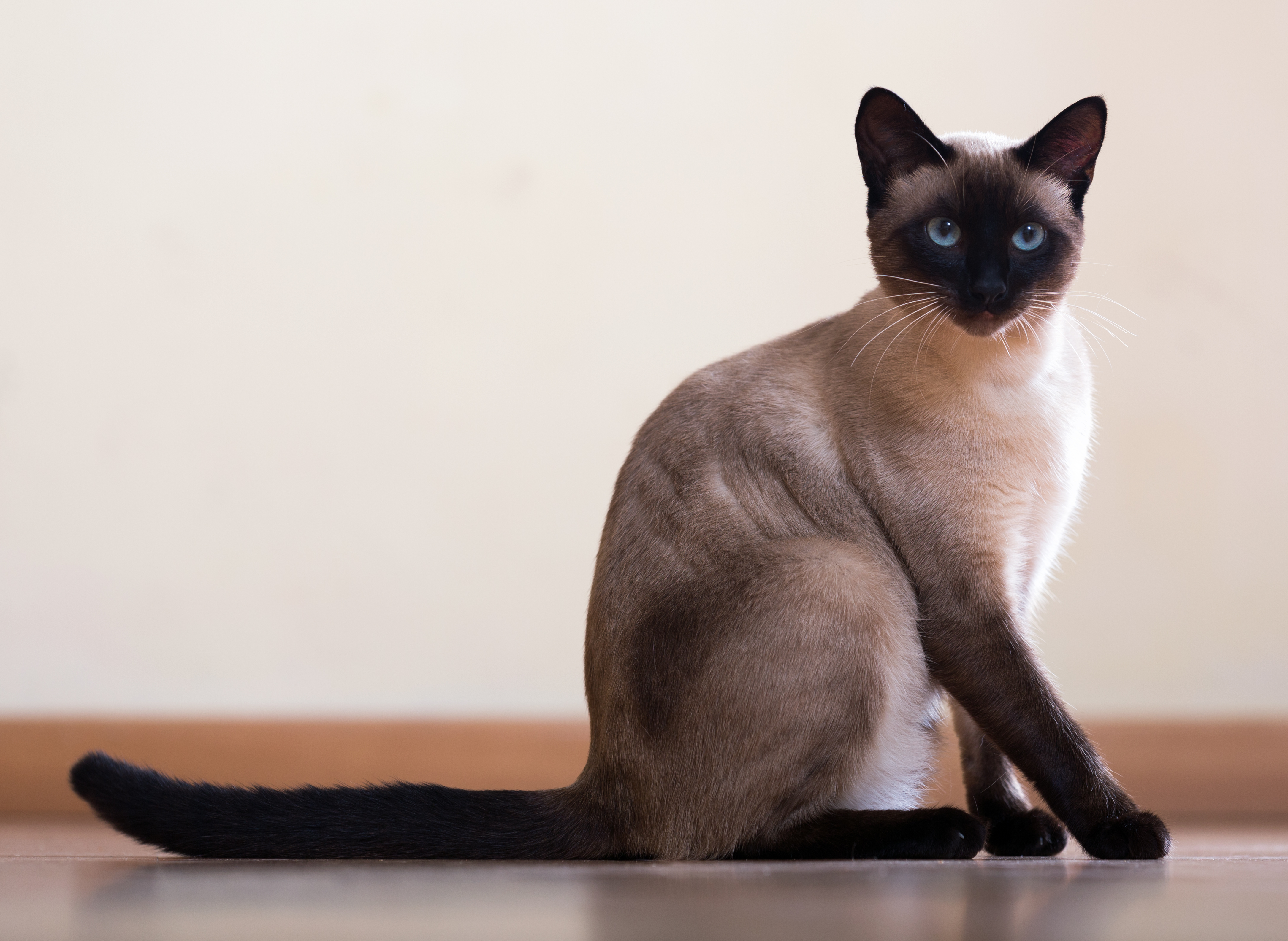 Siamese cat