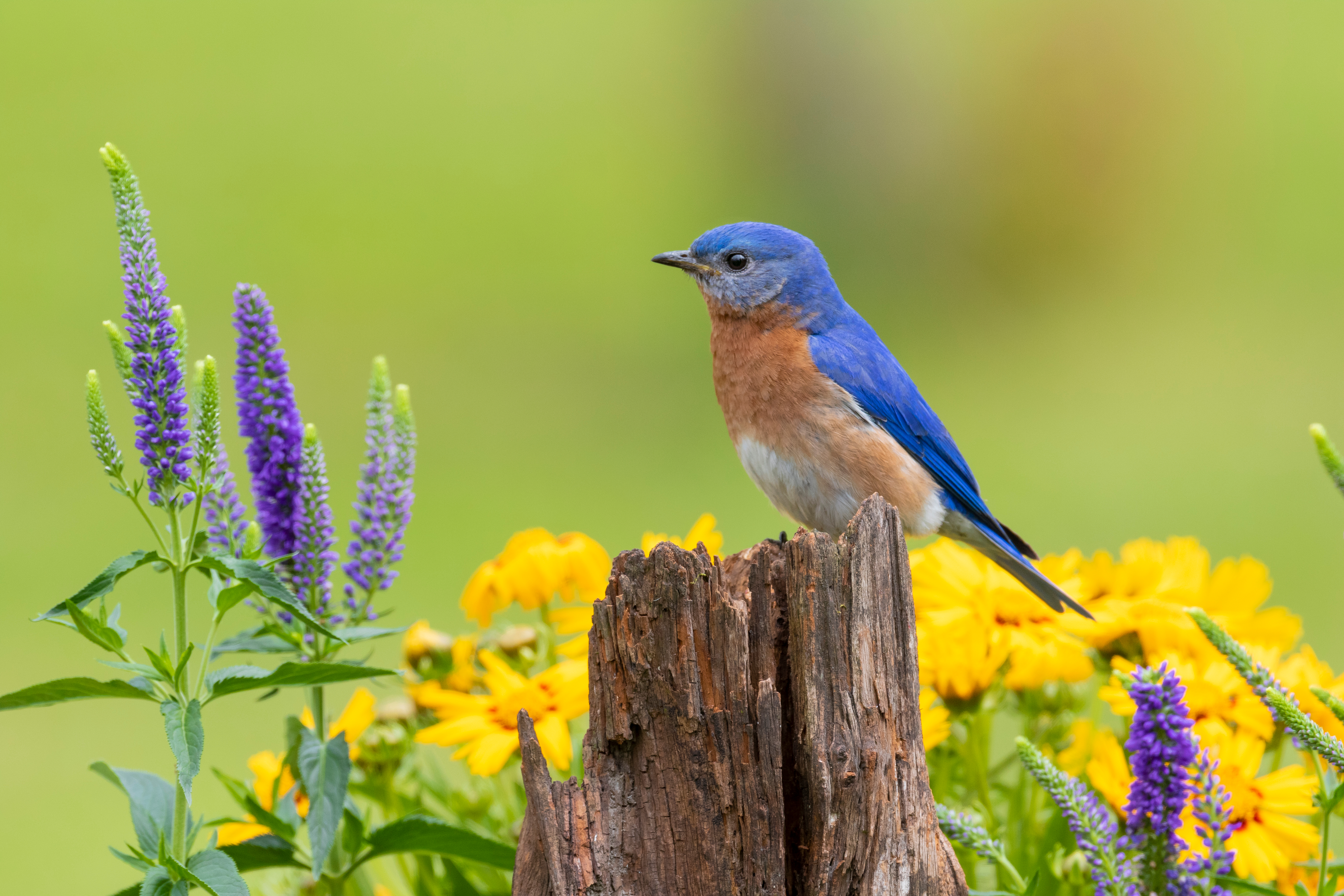 An eastern bluebird perches on a fence post