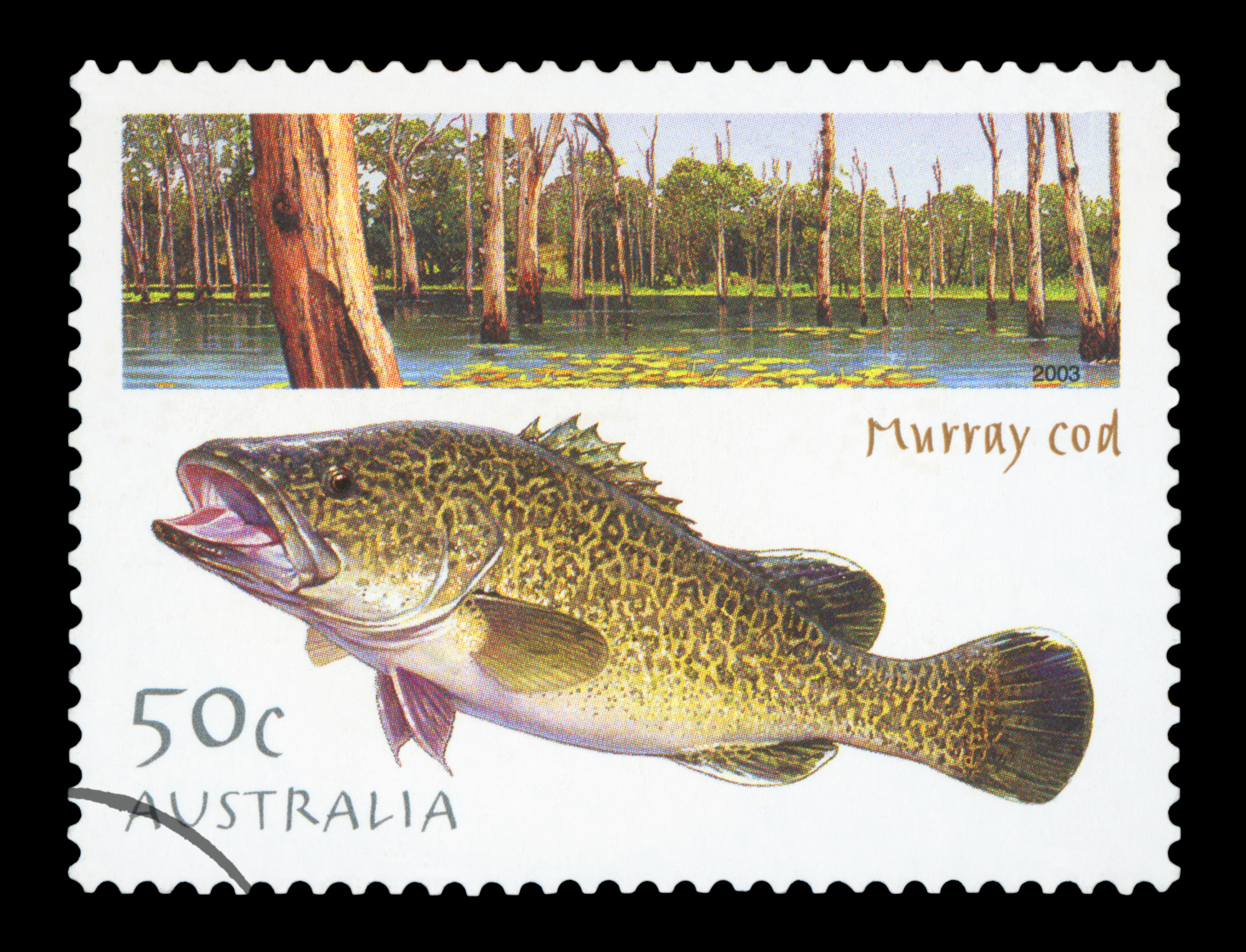 Postage stamp featuring the Murray cod