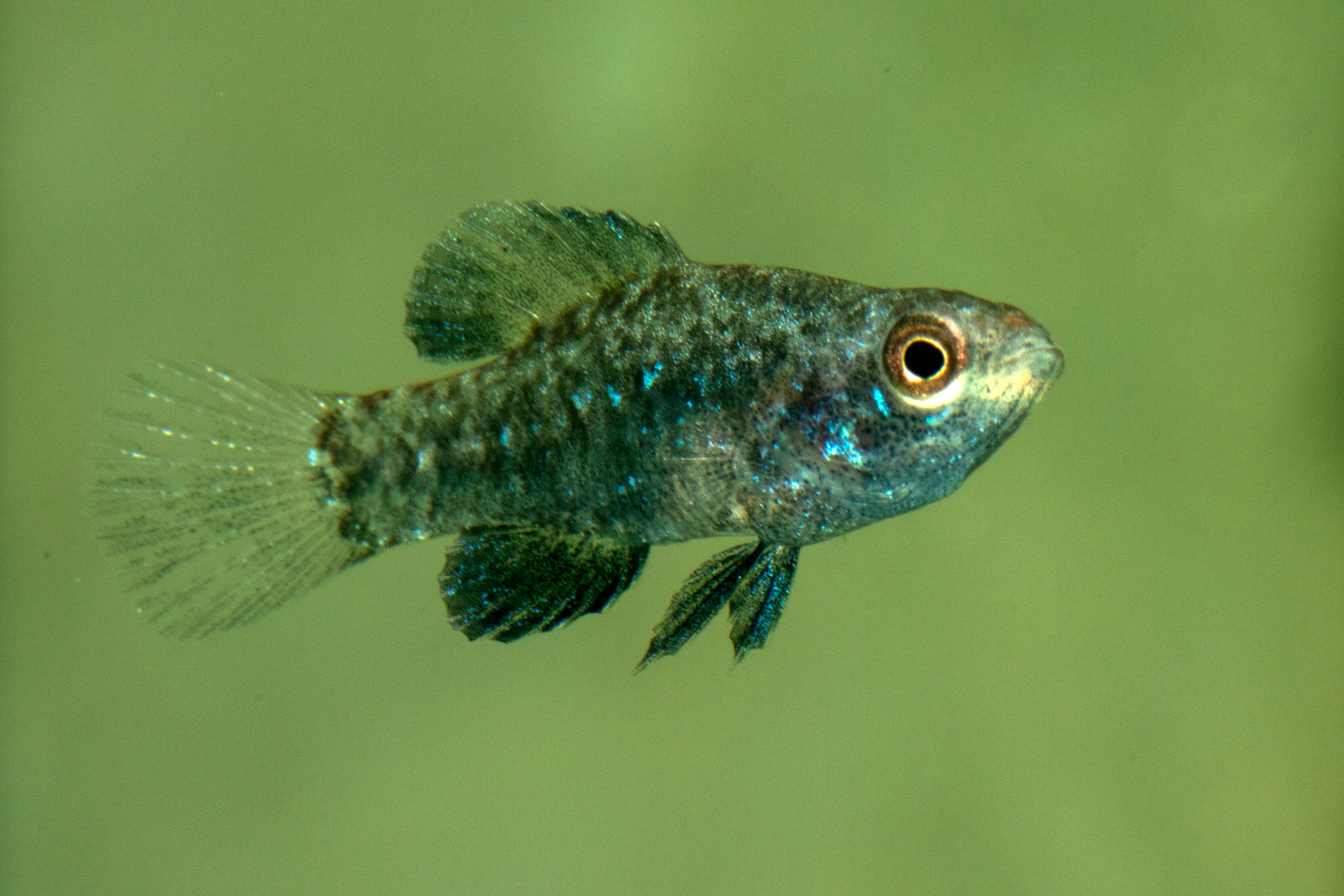 Everglades pygmy sunfish