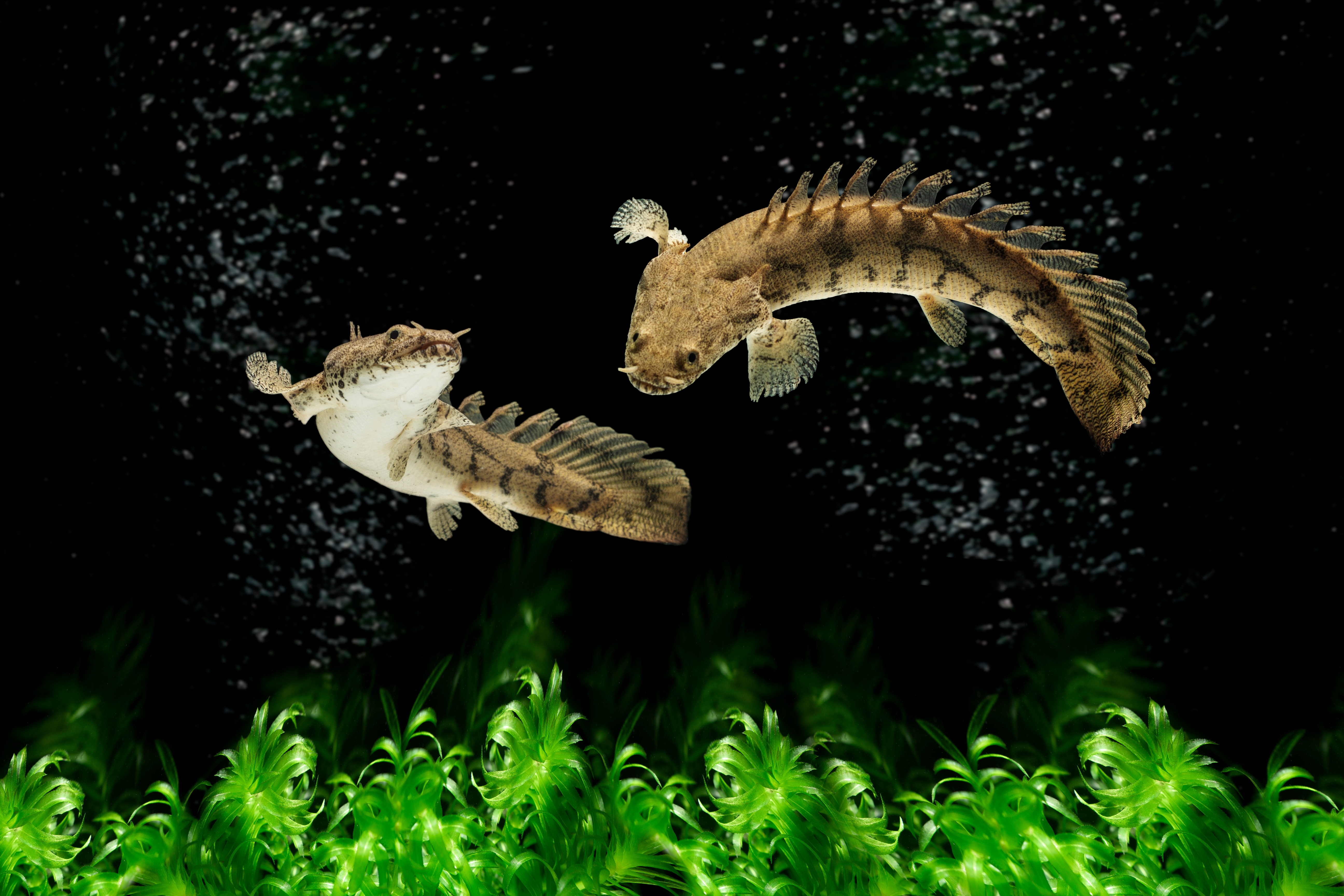 Two bichirs, a kind of African fish