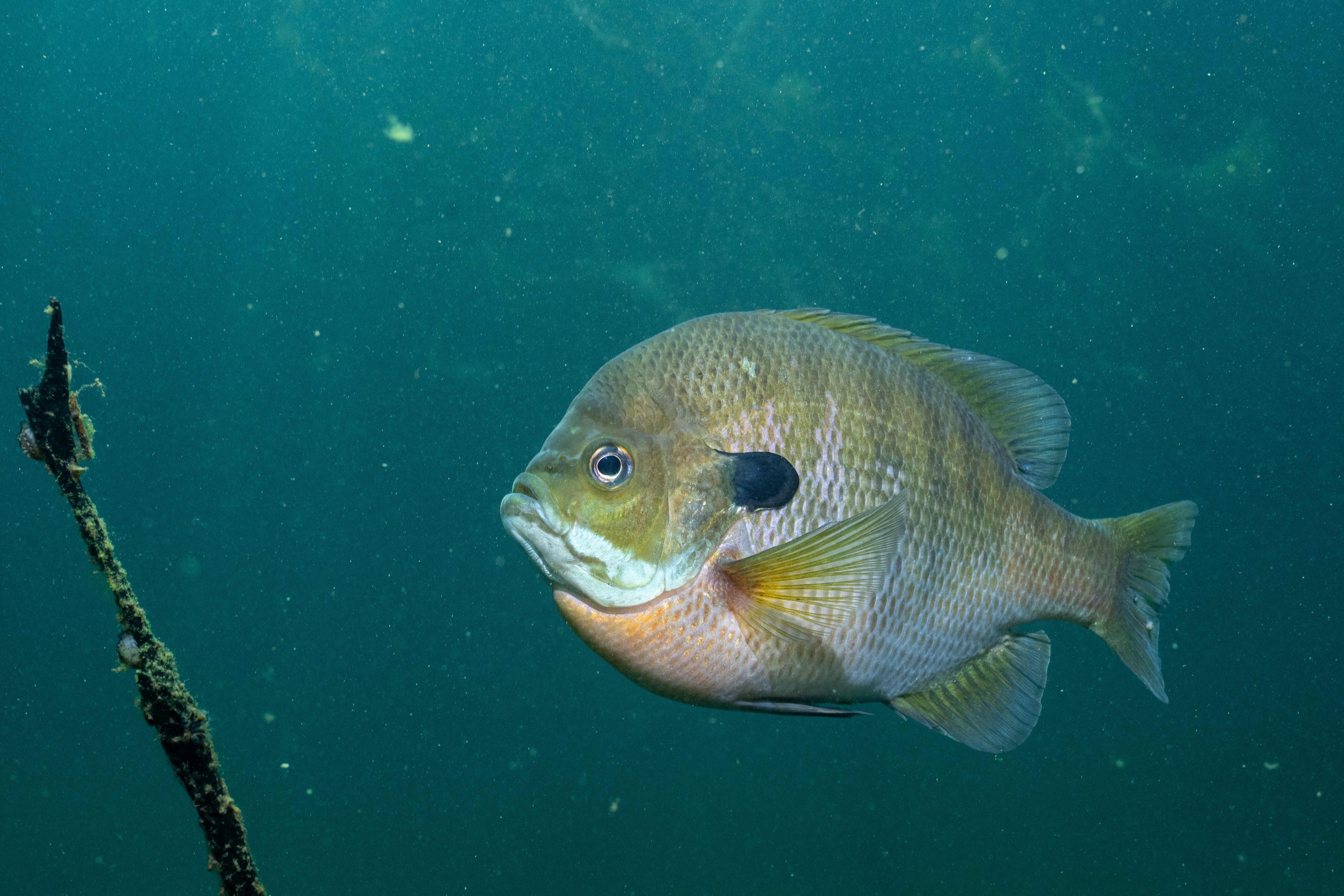 Bluegill