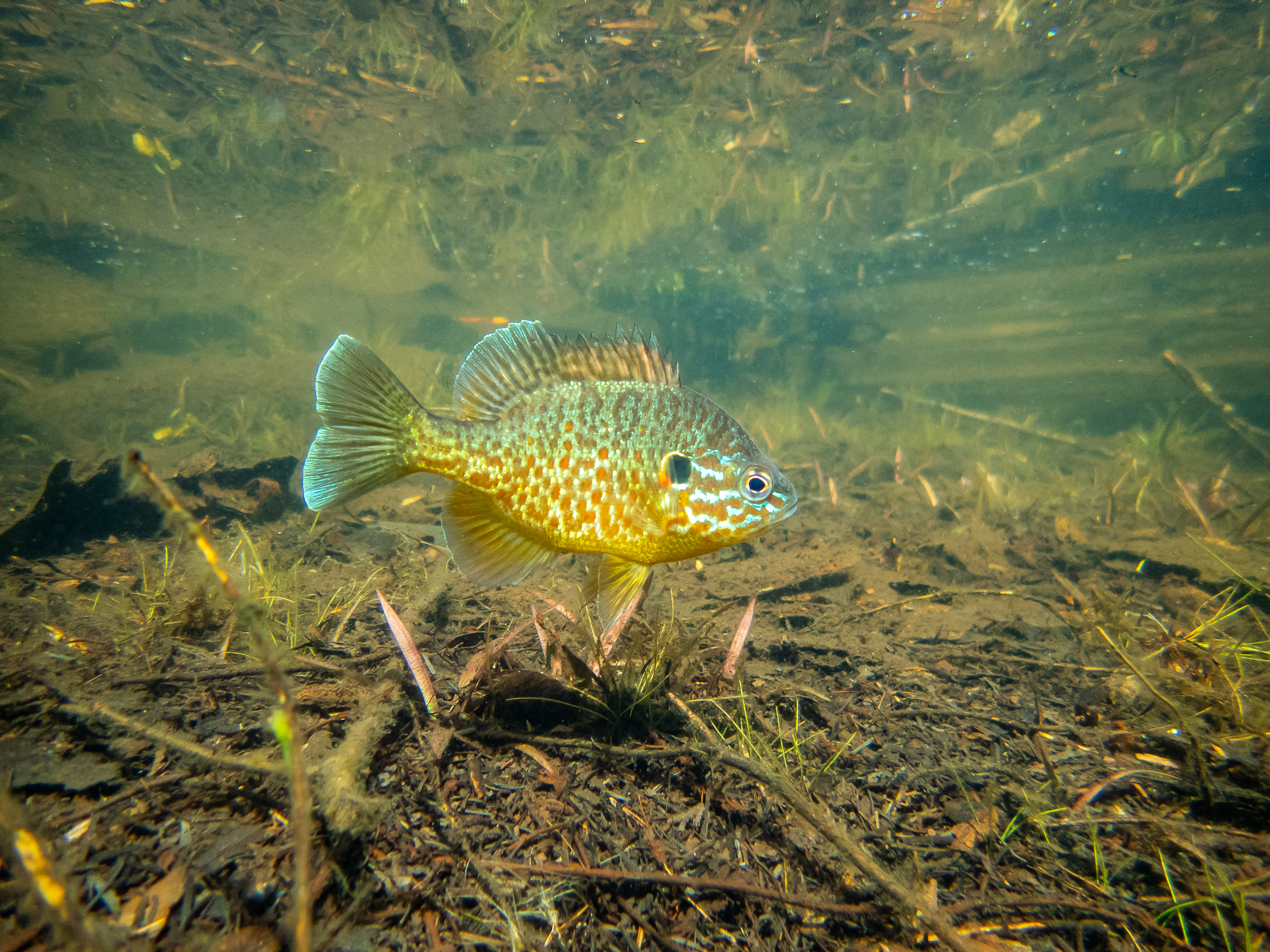 The pumpkinseed, a kind of sunfish