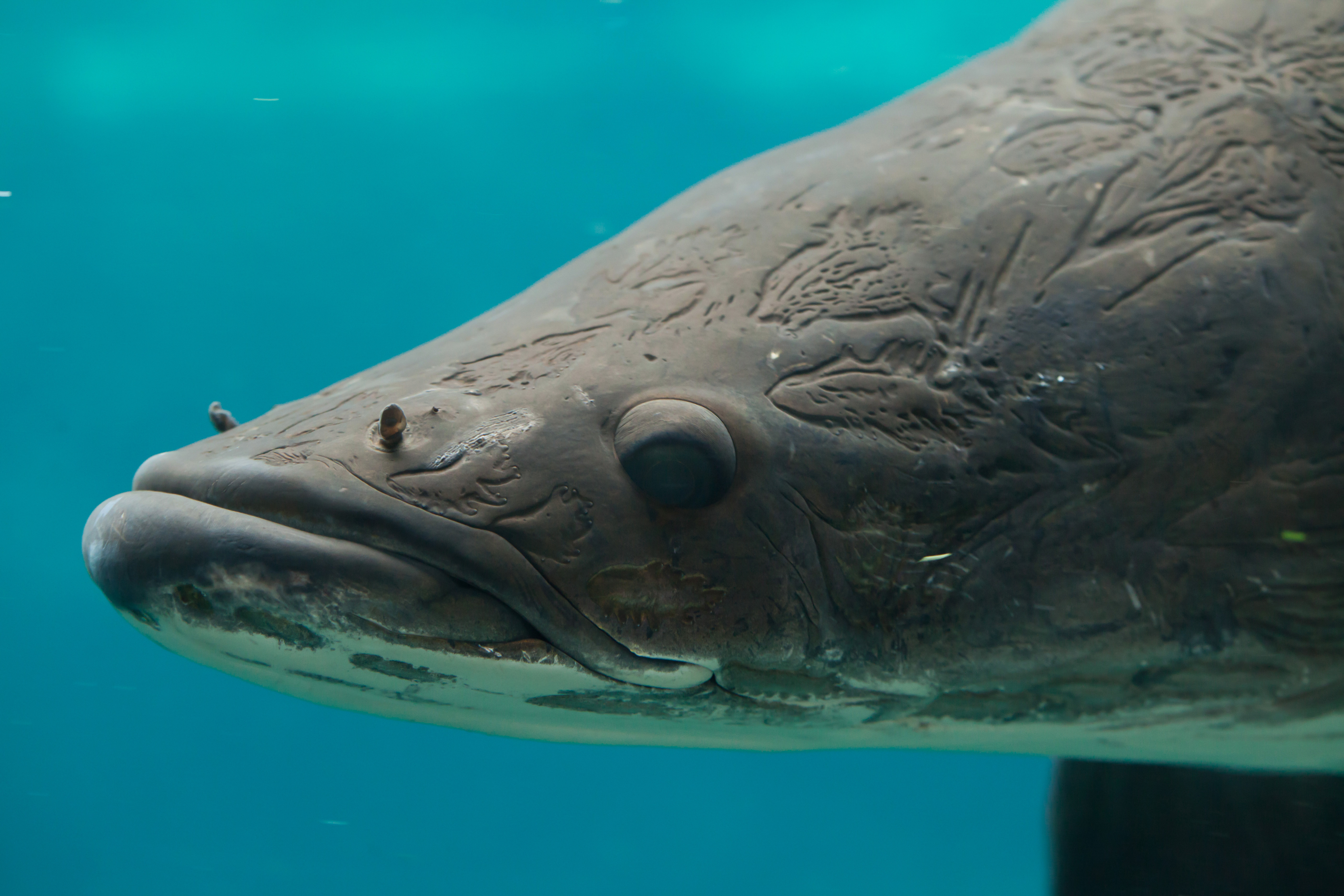 Face and bony head of an arapaima