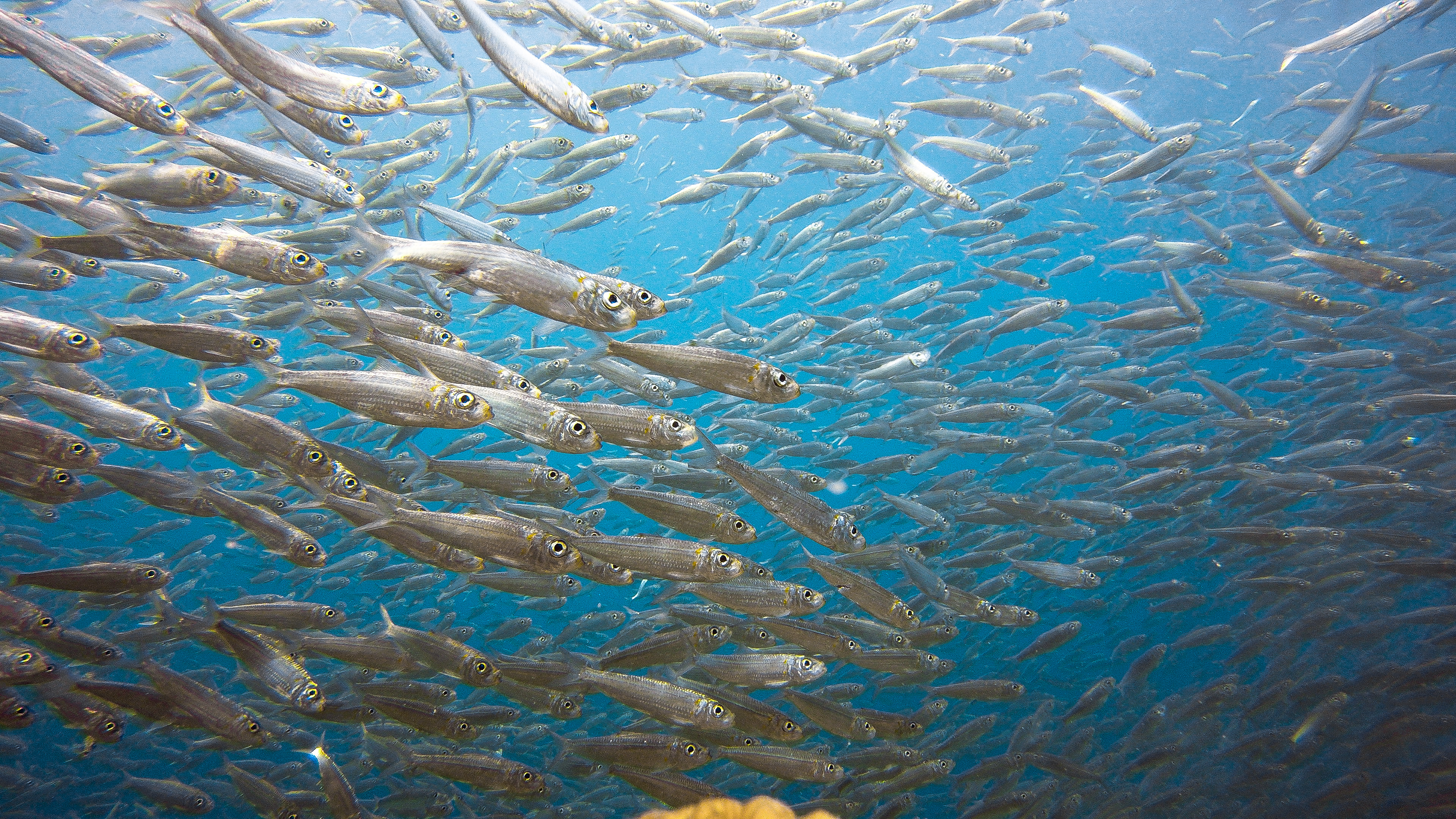 Sardines in a school