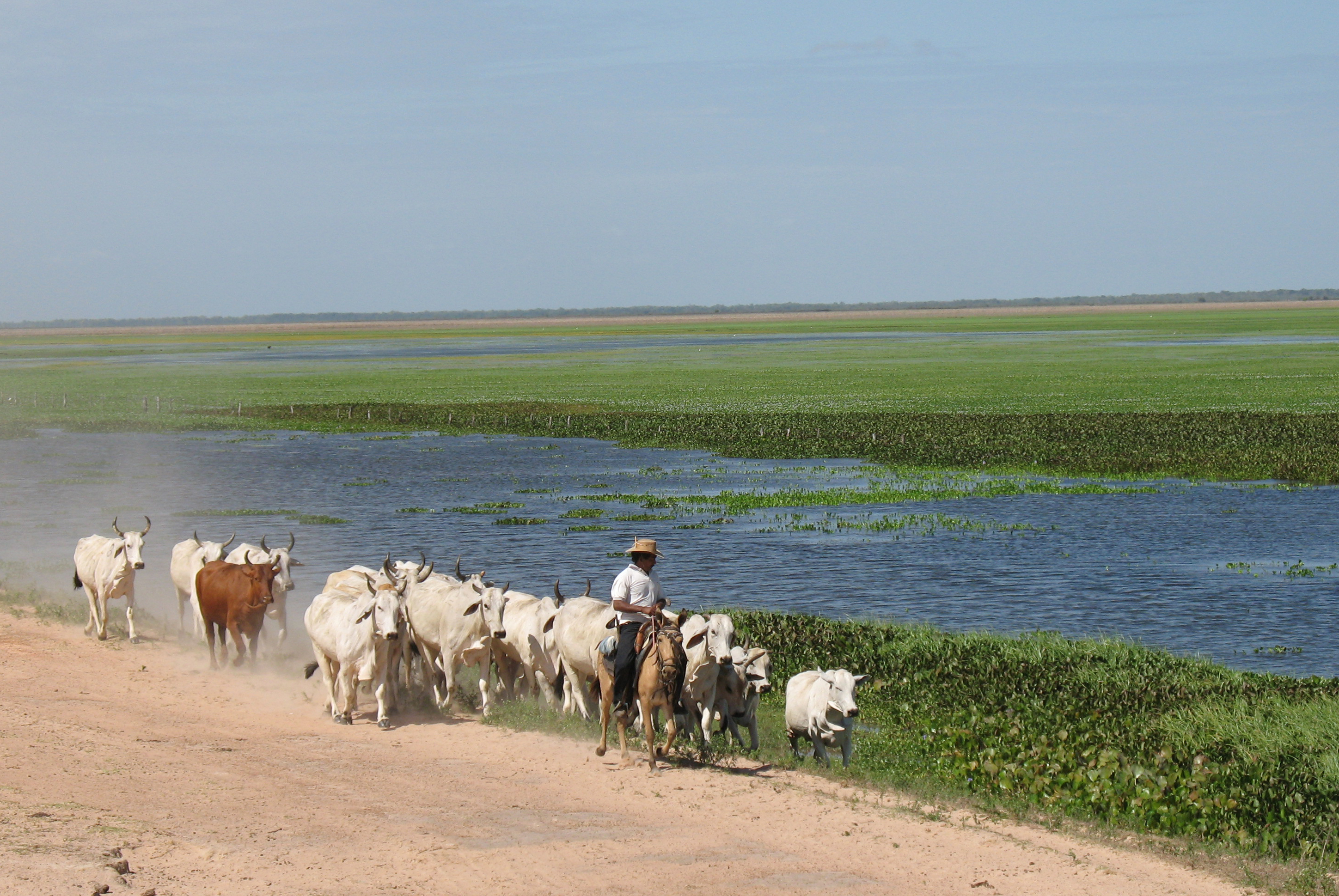 The Llanos